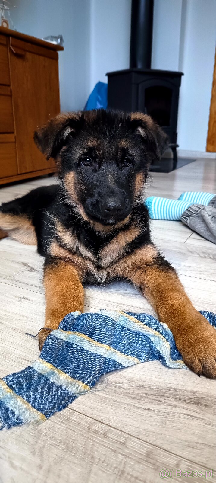 10 tygodniowe szczenięta gotowe na zmianę domu - 2