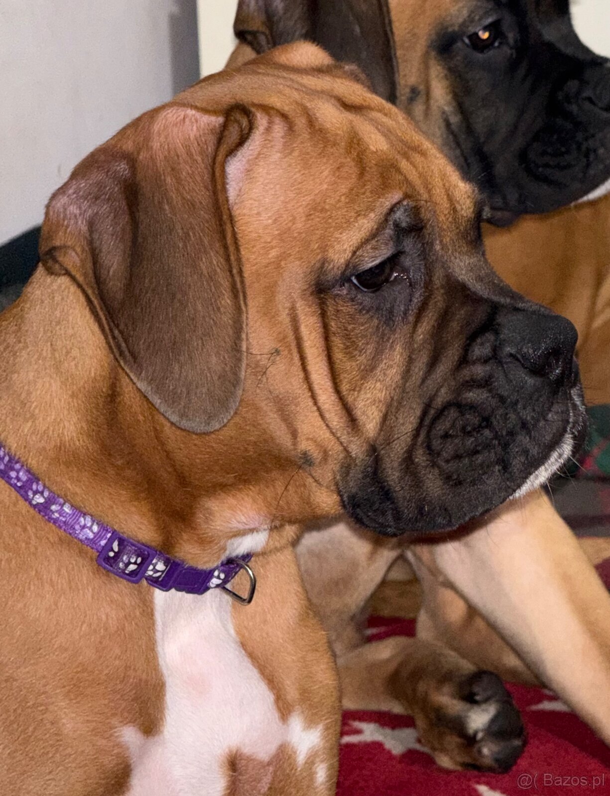 Bokser szczeniaki - 2