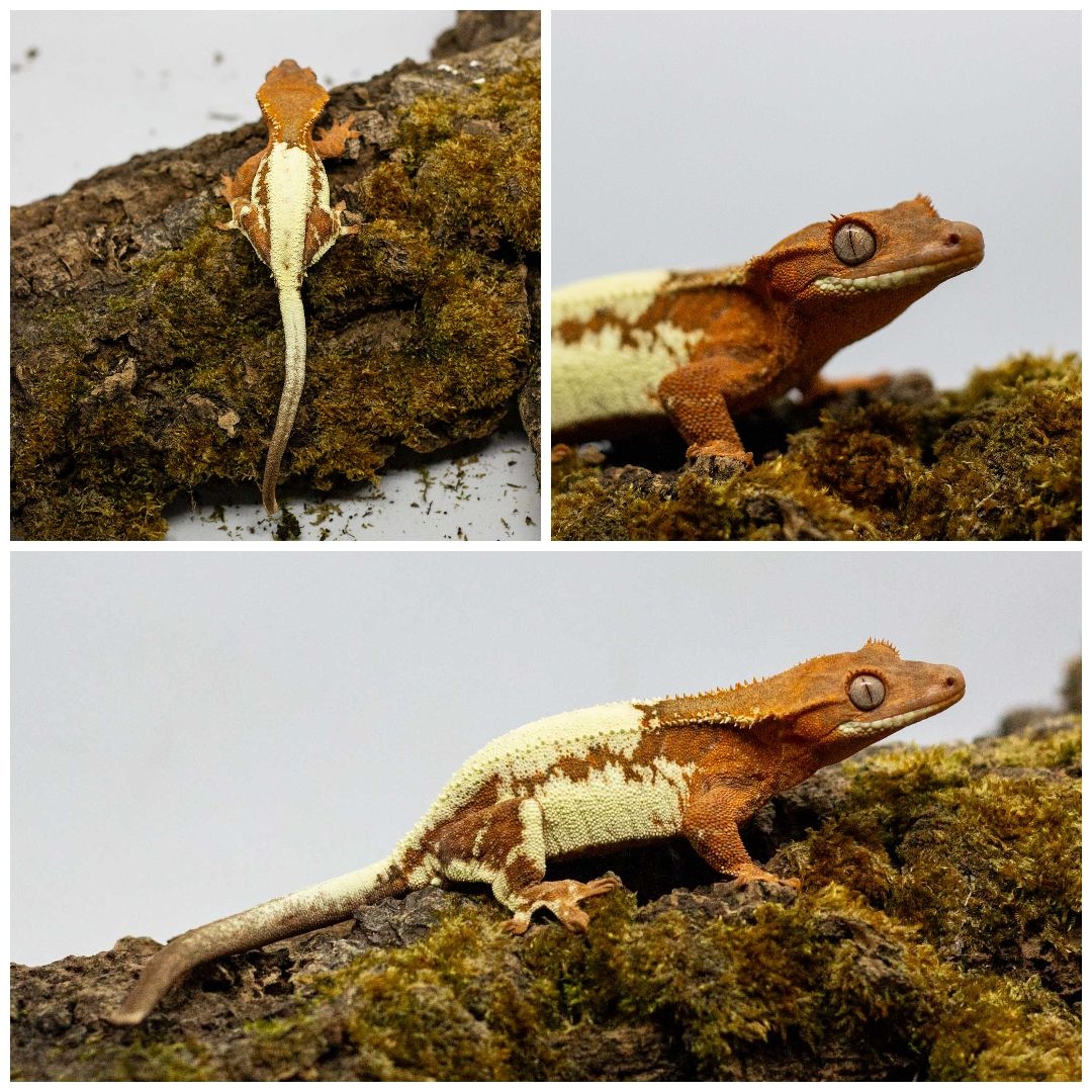 Gekony orzęsione (ciliatus) + akcesoria GeckoSVK - 2