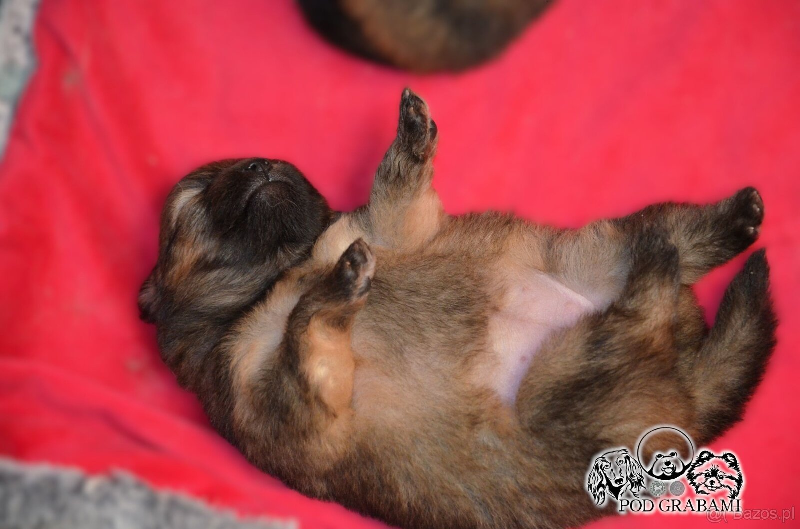 Pomeranian do rezerwacji FCI - 2
