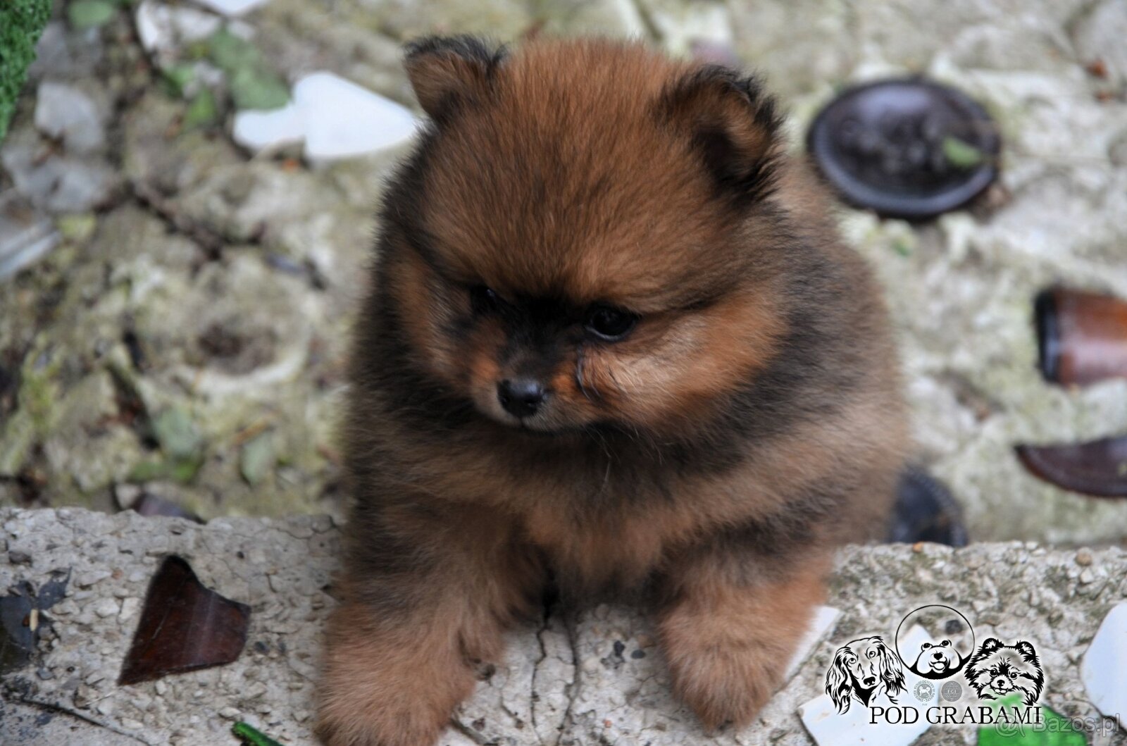 Cudowna suczka ZkwP/FCI – Szpic Miniaturowy Pomeranian - 2
