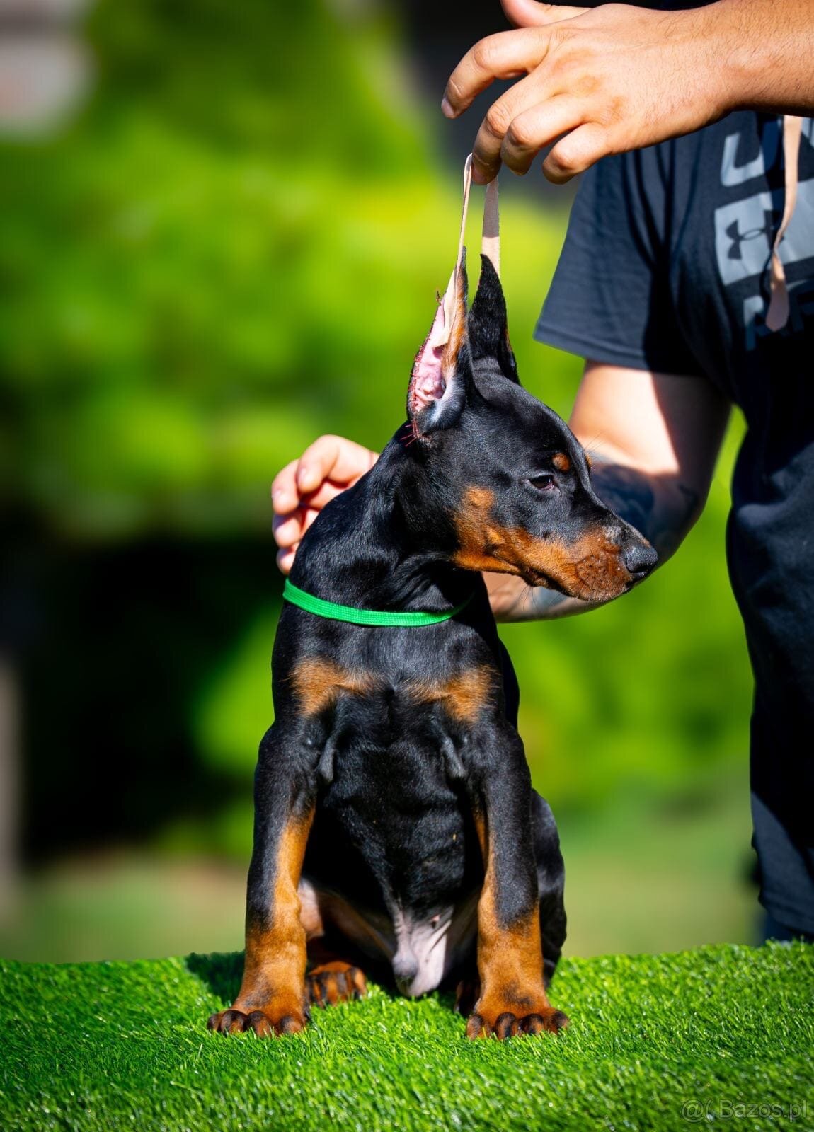 KUPIOWANE SZCZENIĘTA DOBERMANA Z RODOWODEM FCI - 2