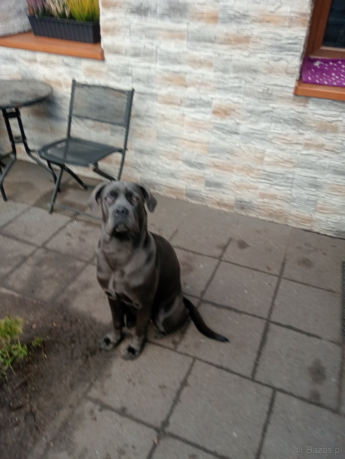 Sprzedam cane corso - 2