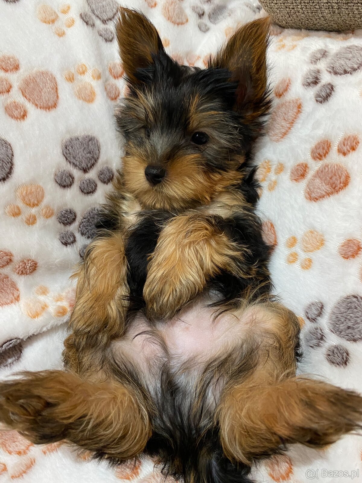 Yorkshire Terrier - 2