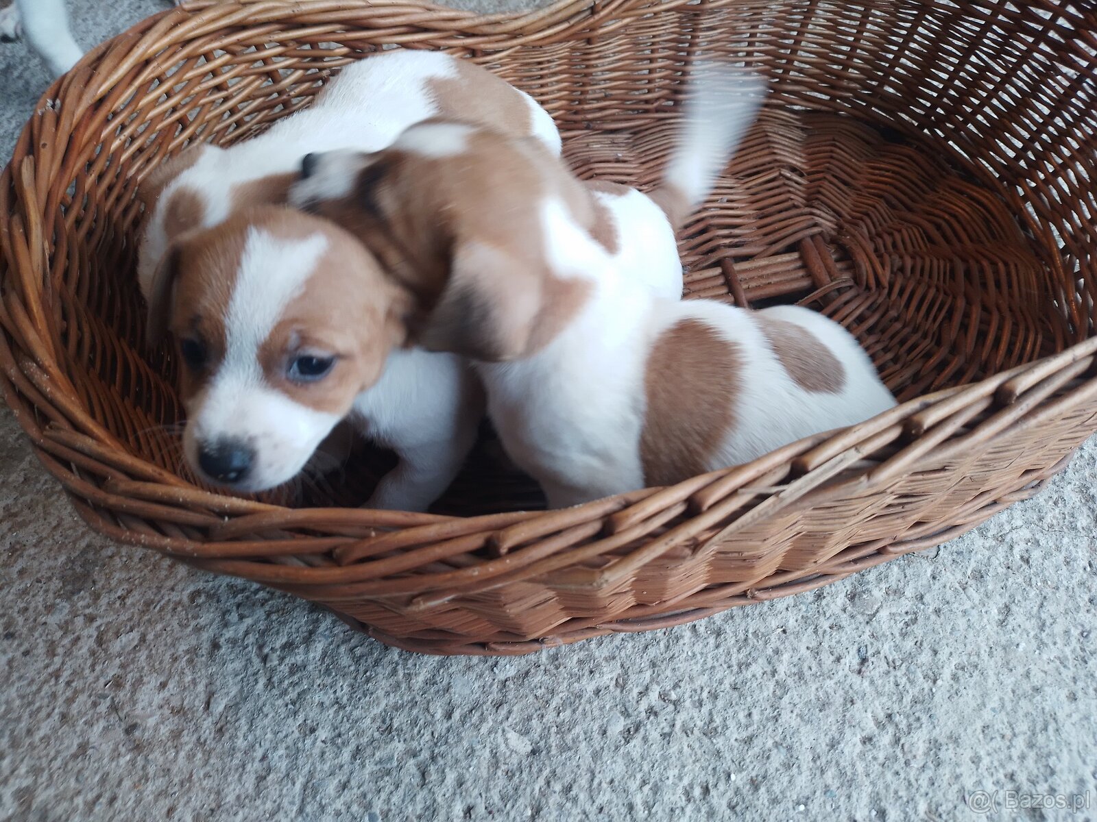 Sprzedam Jack russell terrier - 2