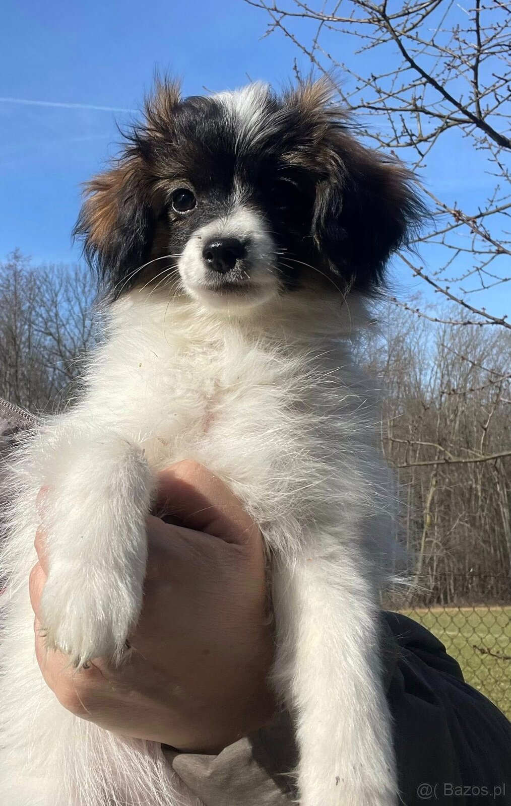 spaniel kontynentalny miniaturowy phalene (nie papillon) - 2