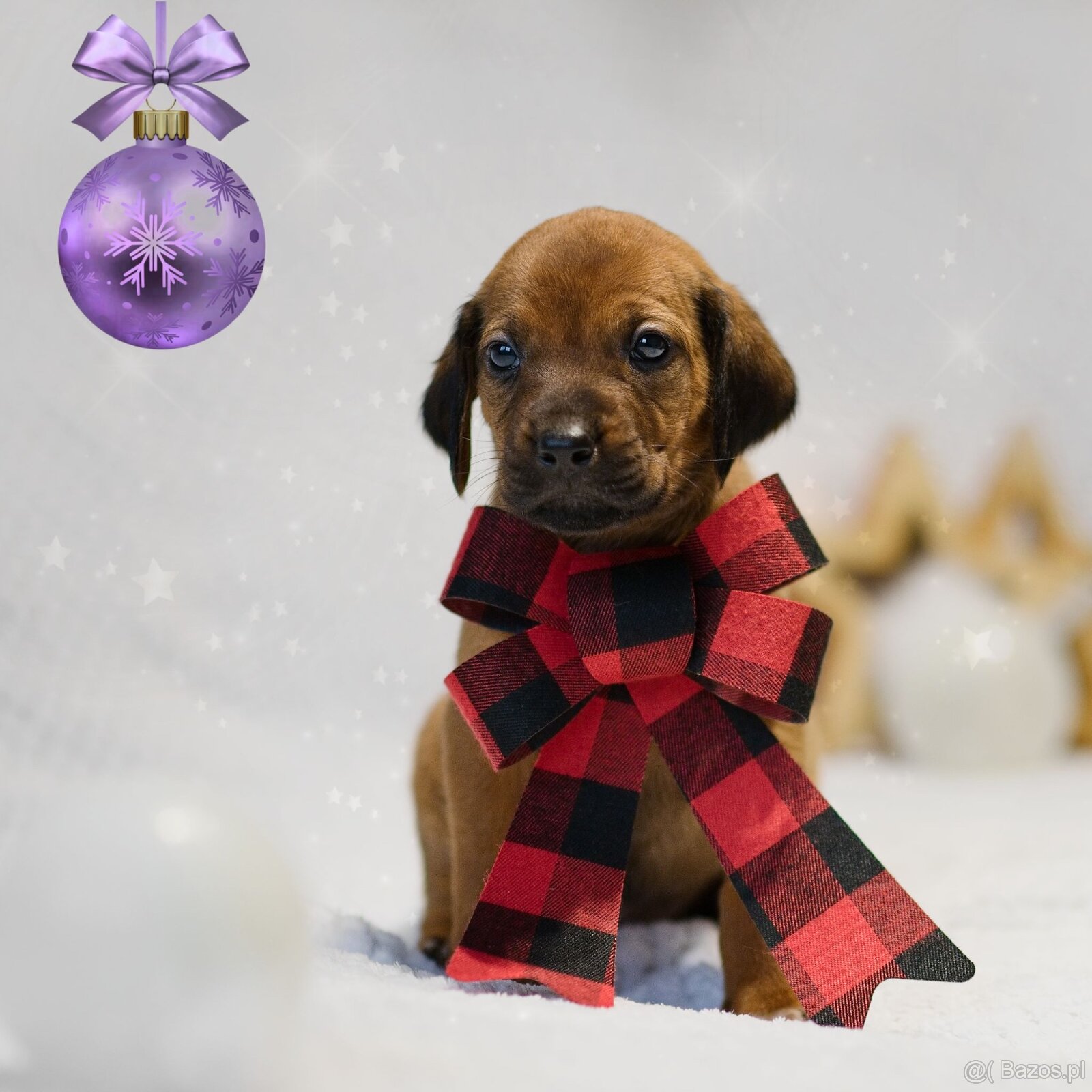 Rhodesian Ridgeback z rodowodem - 2