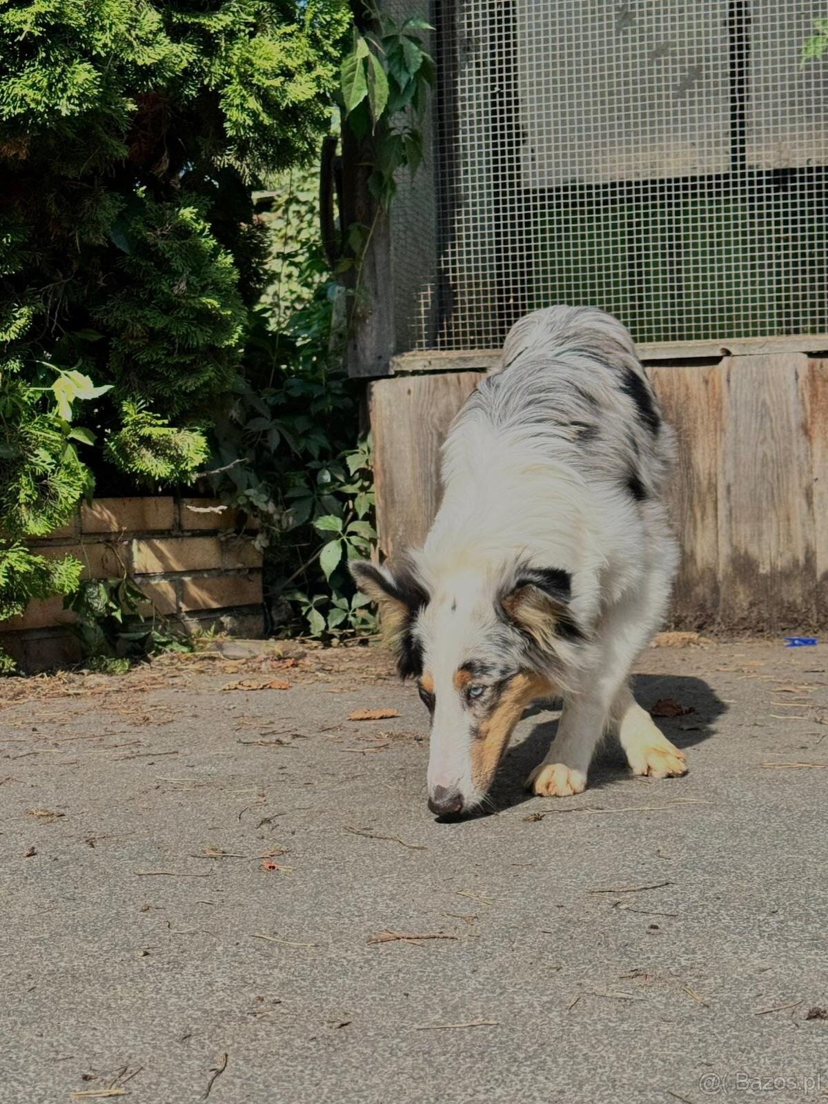 Owczarek szkocki collie dwa niebieskie oczka - 2