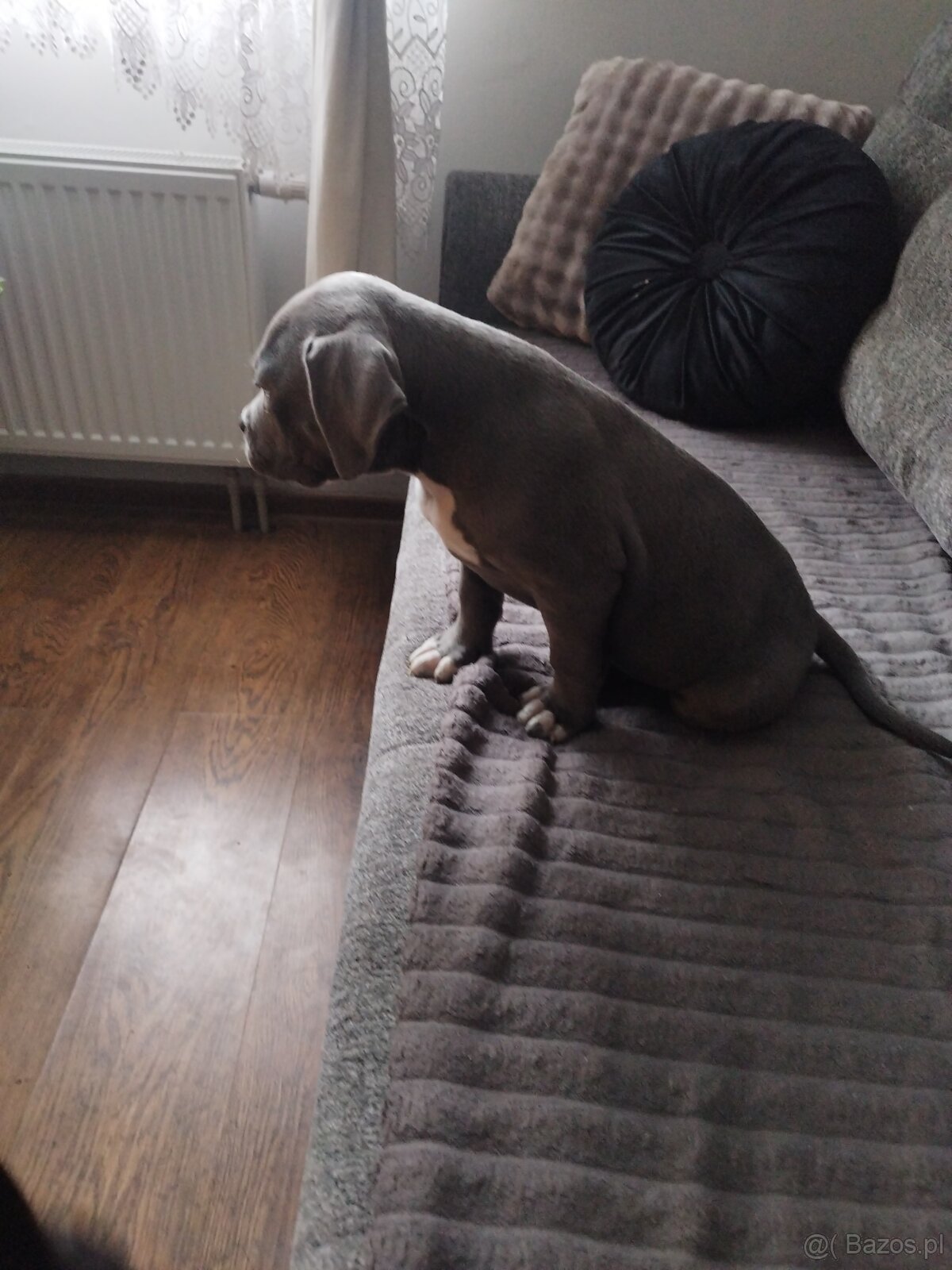 Amerykan buli xl - 2