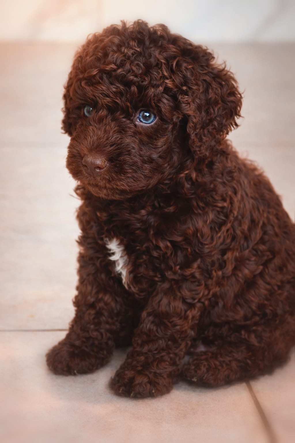 (Spanish Water Dog) Hiszpański pies dowodny szczeniaki - 2