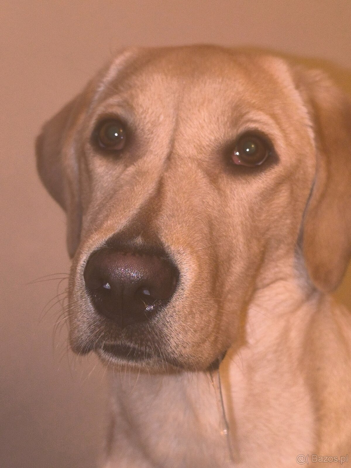 Labrador retriever - 2