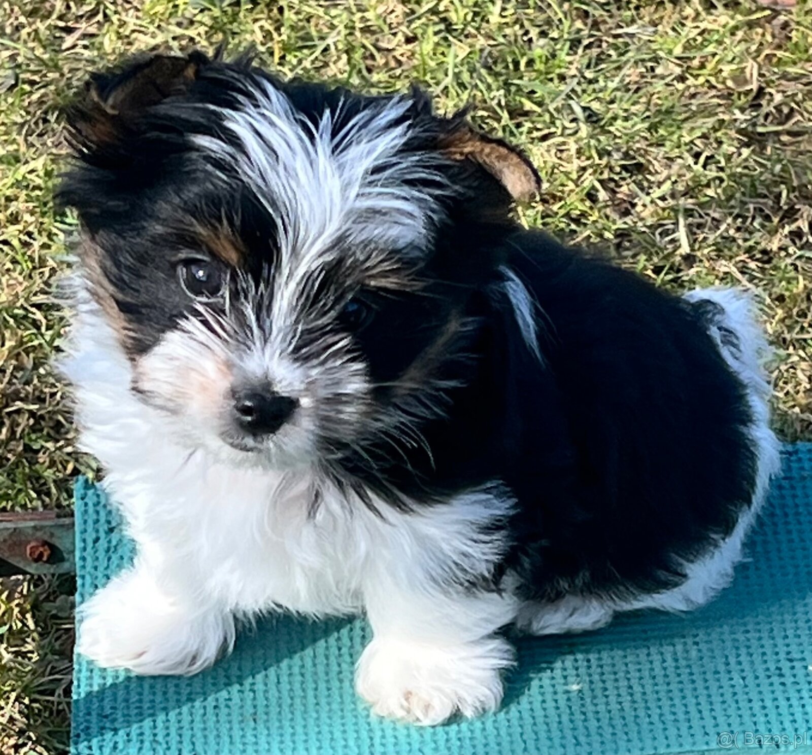 Biewer Yorkshire Terrier - 2