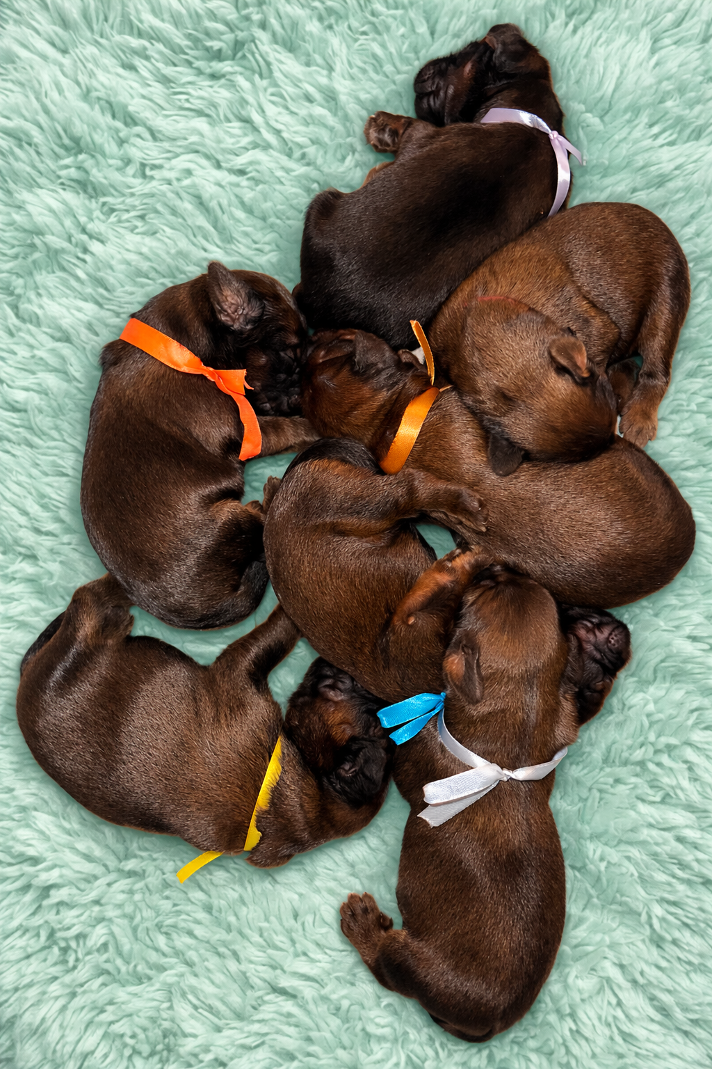 Owczarek Francuski Briard - 2