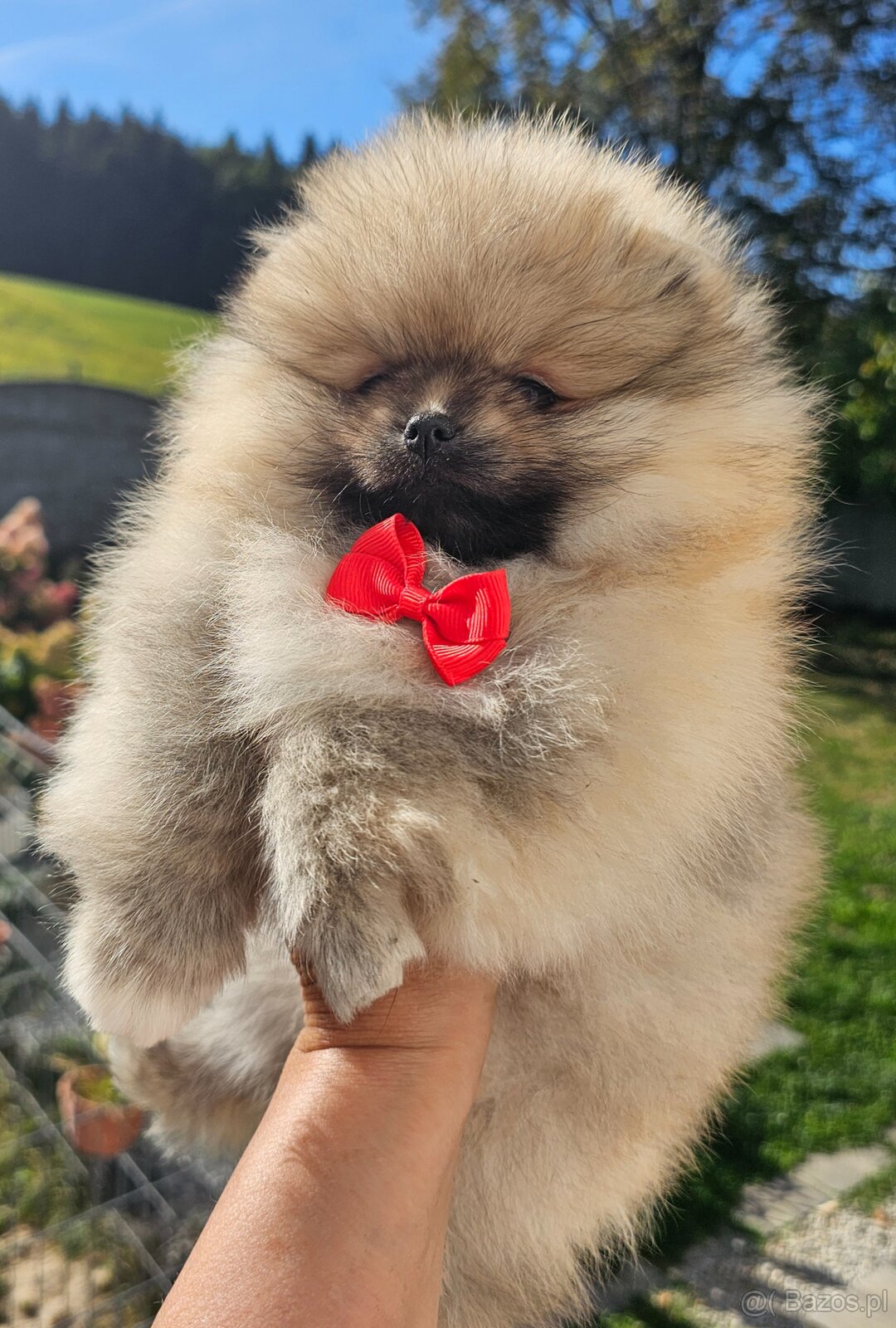 Szpic Miniaturowy Pomeranian - 2