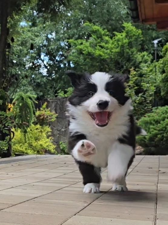 Border Collie FCI /ZKwP - 2