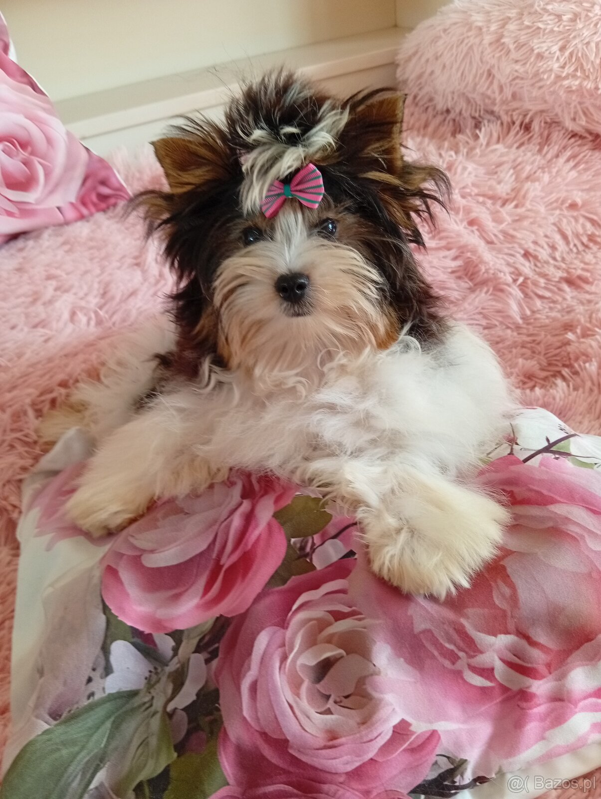 Samczyk z metryką ZKwP/FCI Biewer Yorkshire terrier - 2