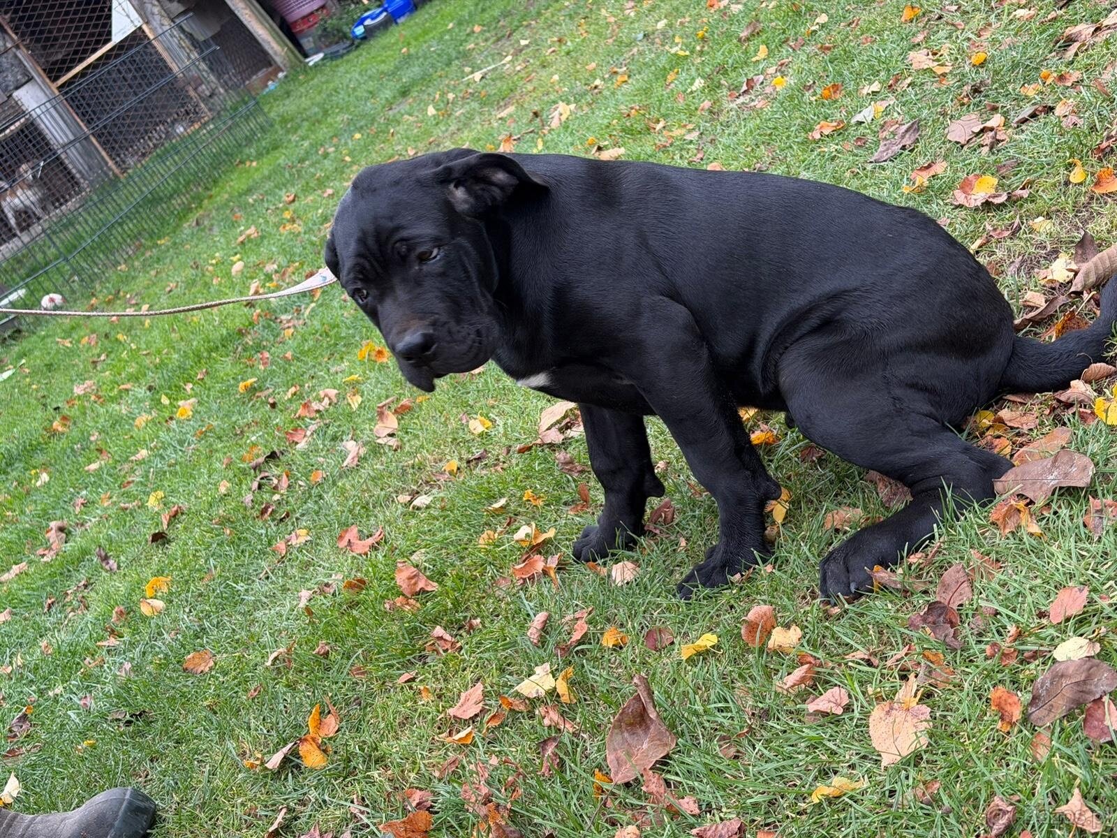Cane corso - 2