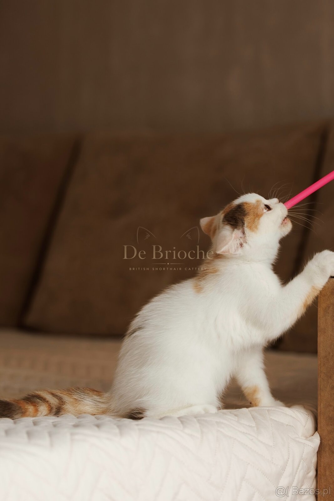 British Shorthair • koteczek Chocolate Tortie Harlequin - 2