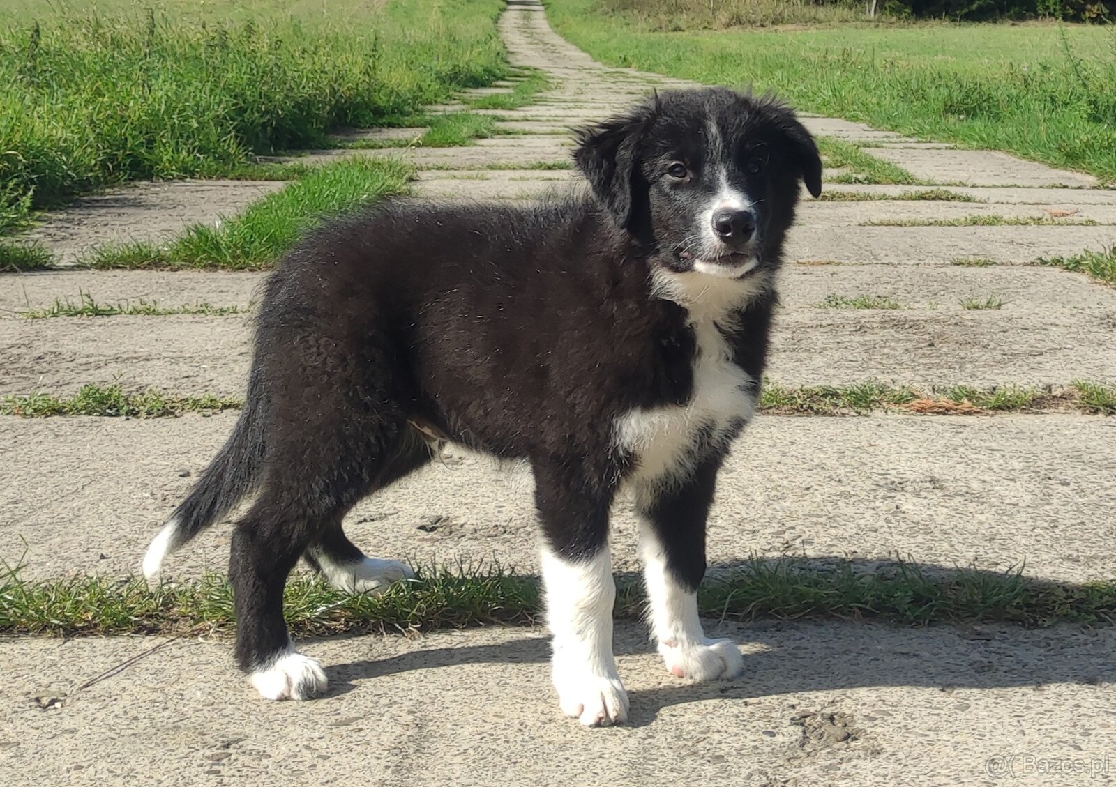 BORDER COLLIE czystej krwi z Hodowli - Rasowy z pełną dokume - 2