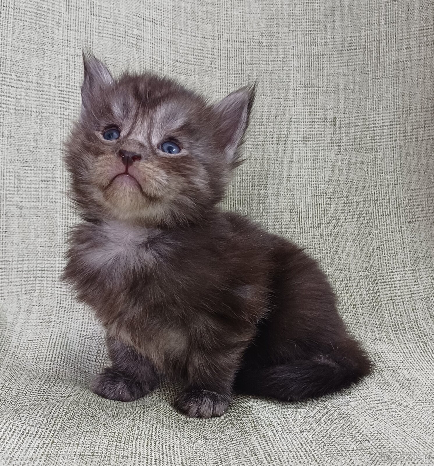Maine Coon kocurek rodowód fpl - 2
