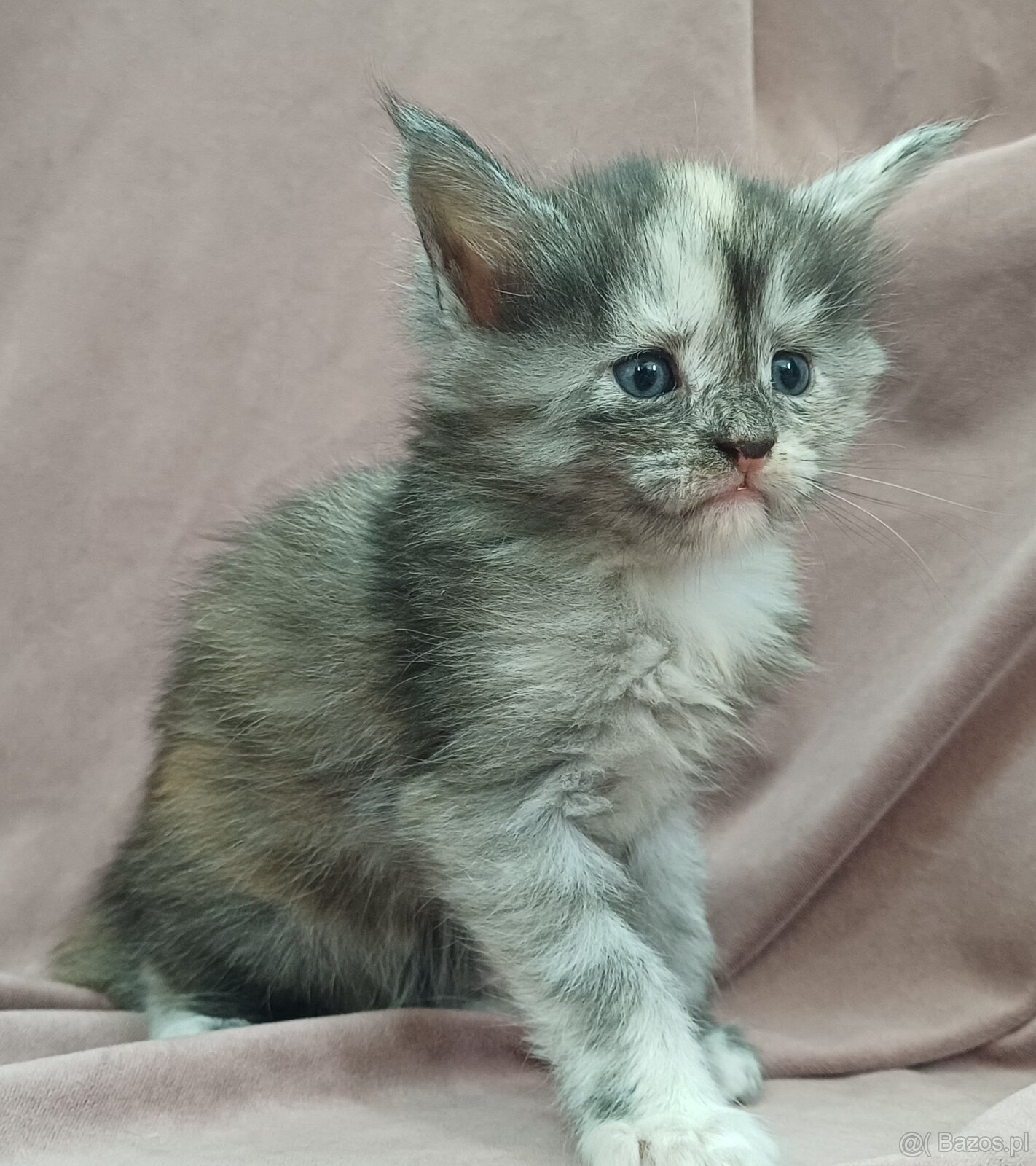 Maine Coon kotka rodowód fpl - 2