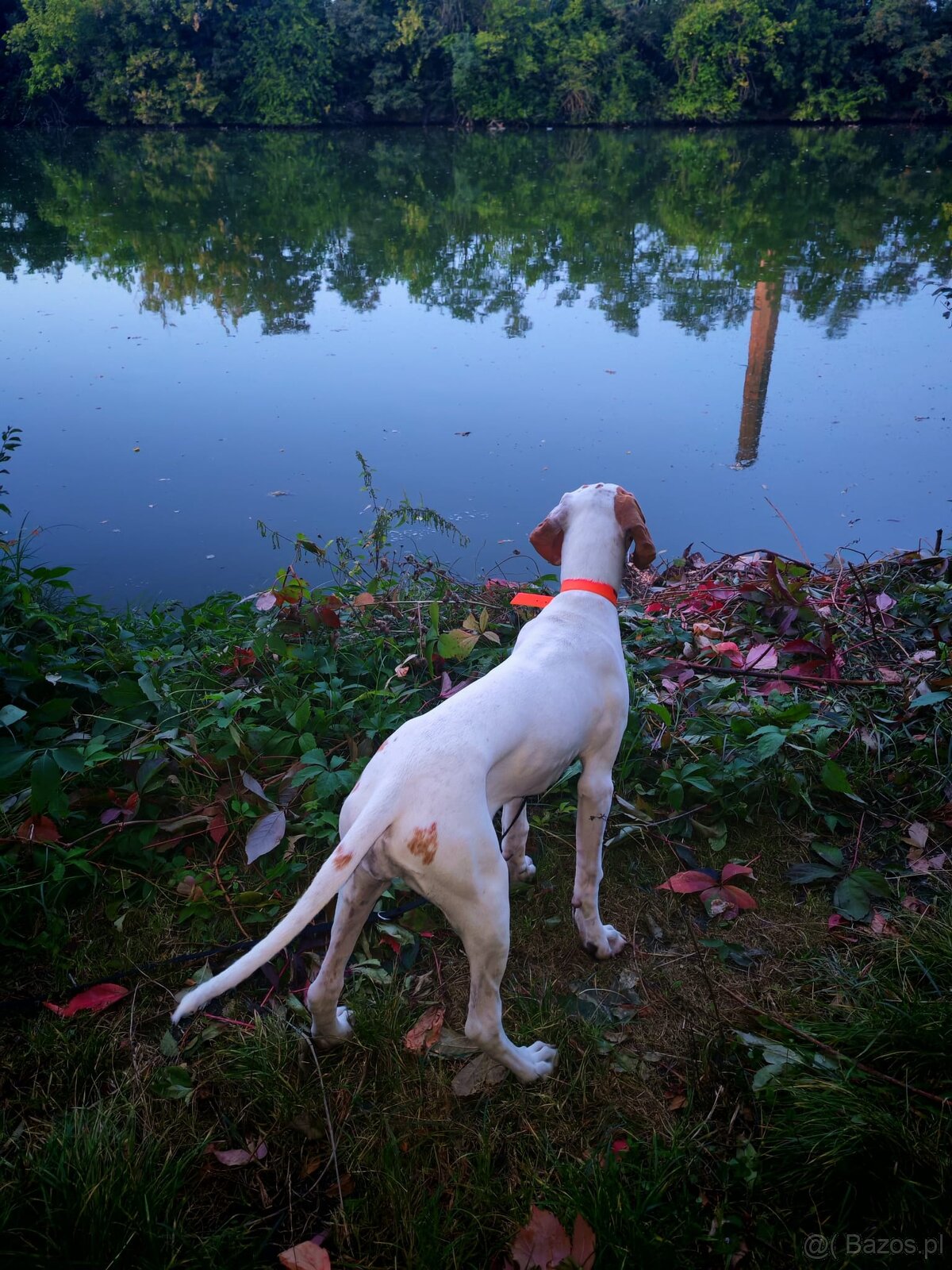 suczka rasy wyżeł angielski (english pointer) - 2