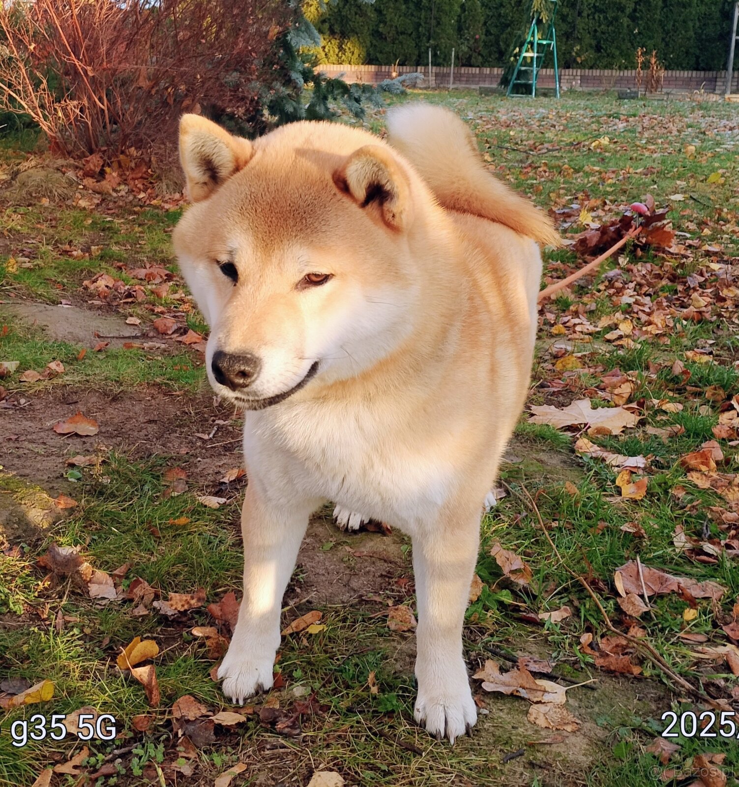 Shiba Inu, czerwony piesek - 2