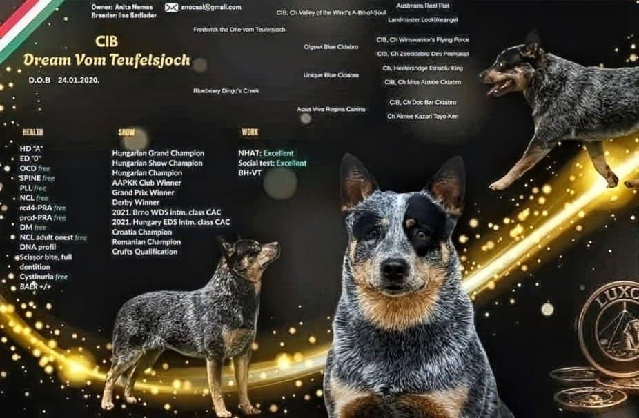 Australian cattel dog - 2
