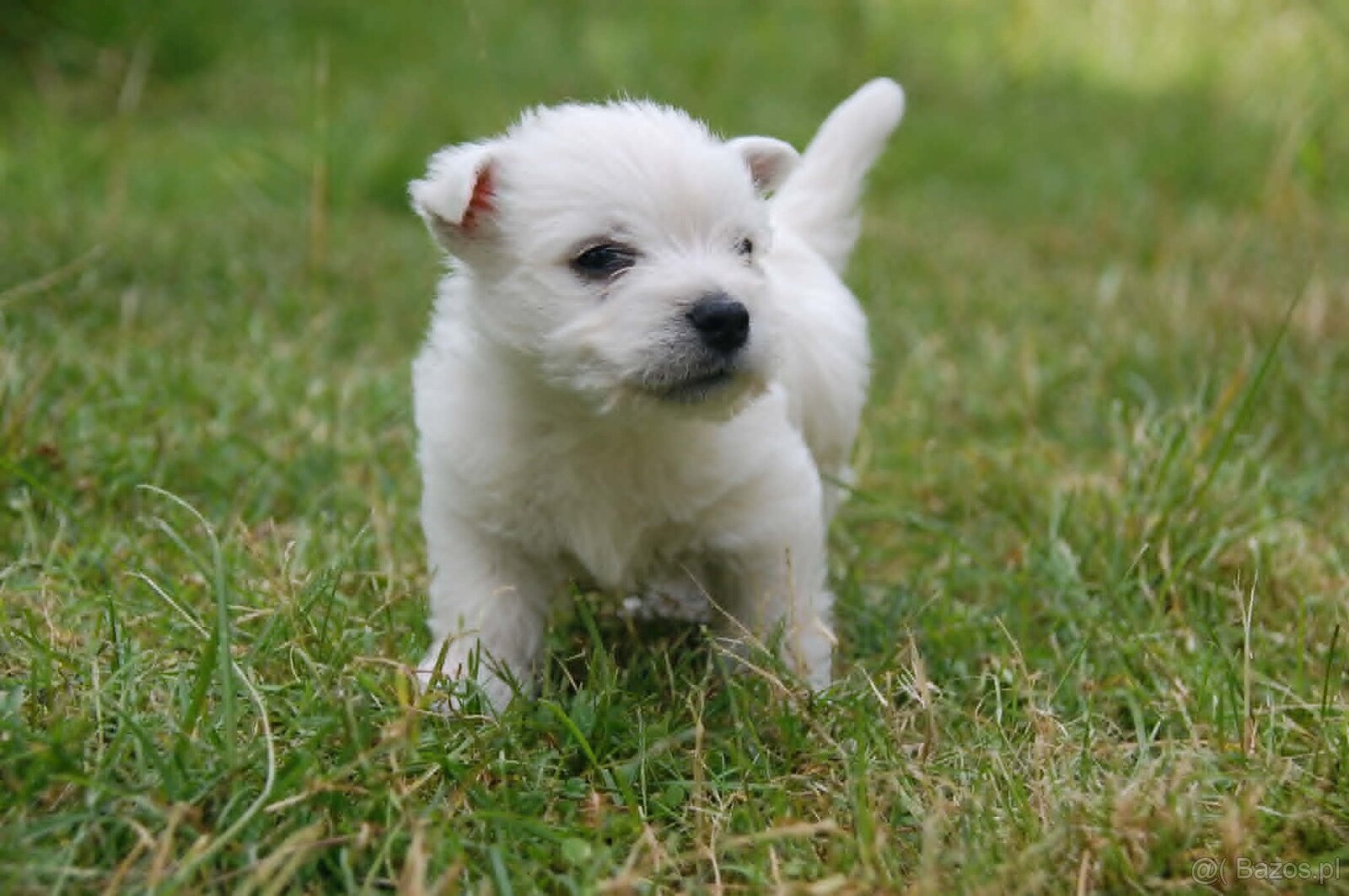 Szczeniaki West Terrier - 2