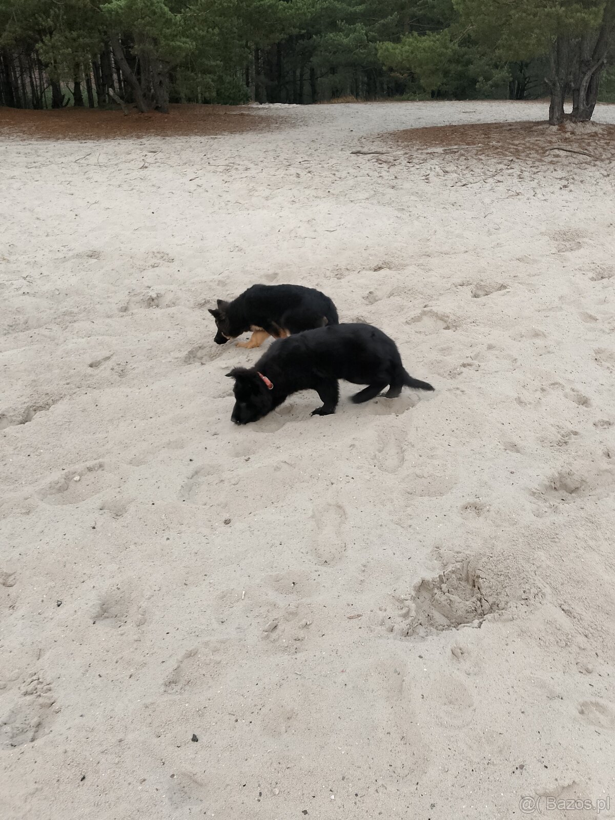 Owczarek niemiecki długowłosy - 2