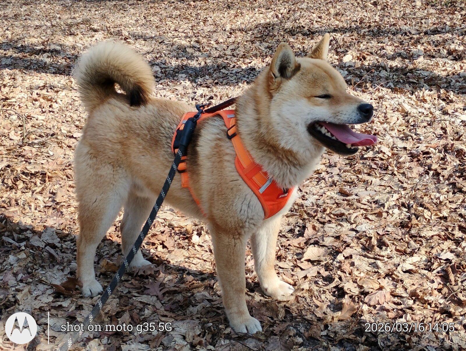 Shiba Inu, czerwony piesek mocno czernią przyprószony - 2