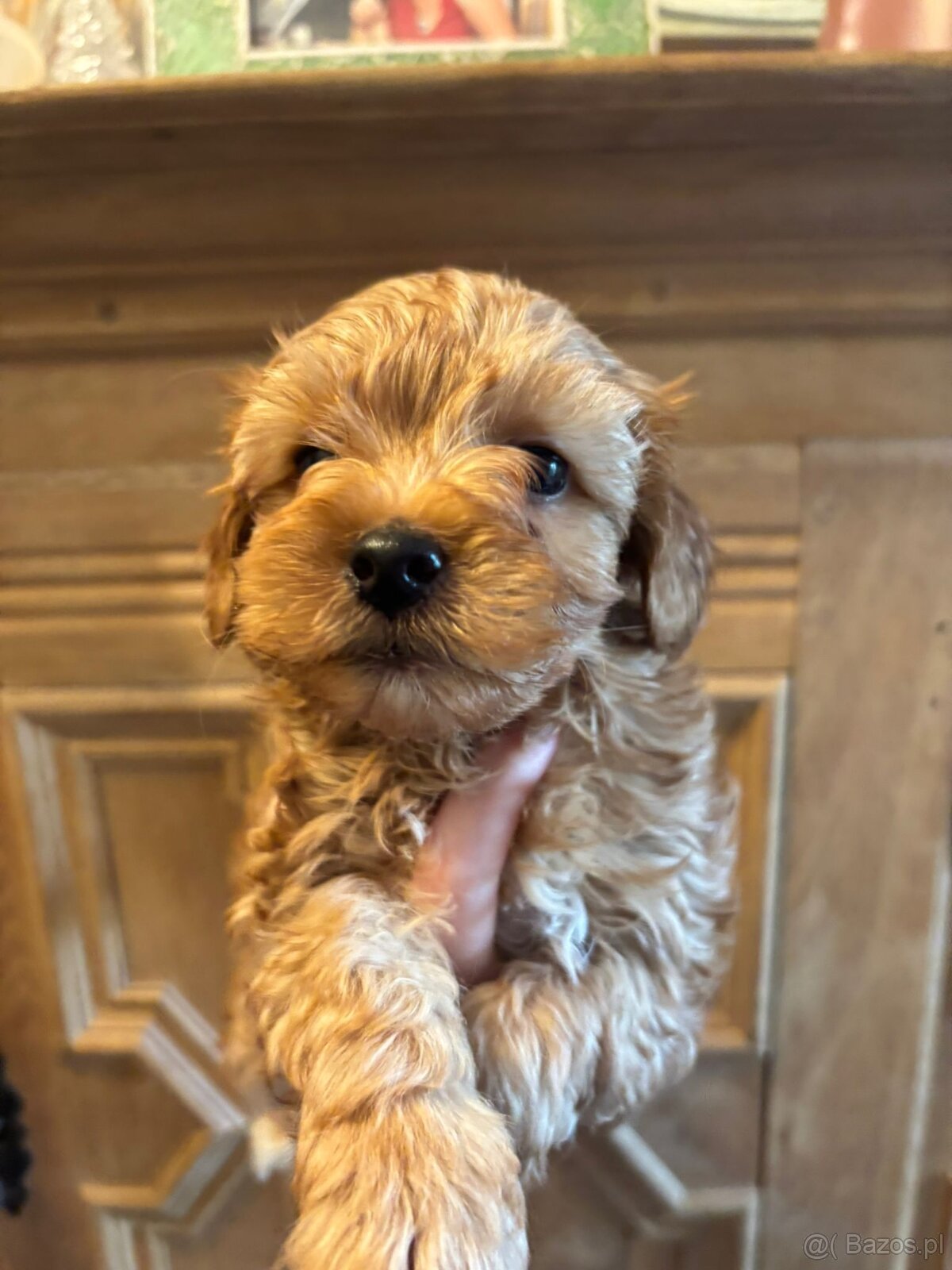 Szczenięta hybryda pudel york goldust - 2