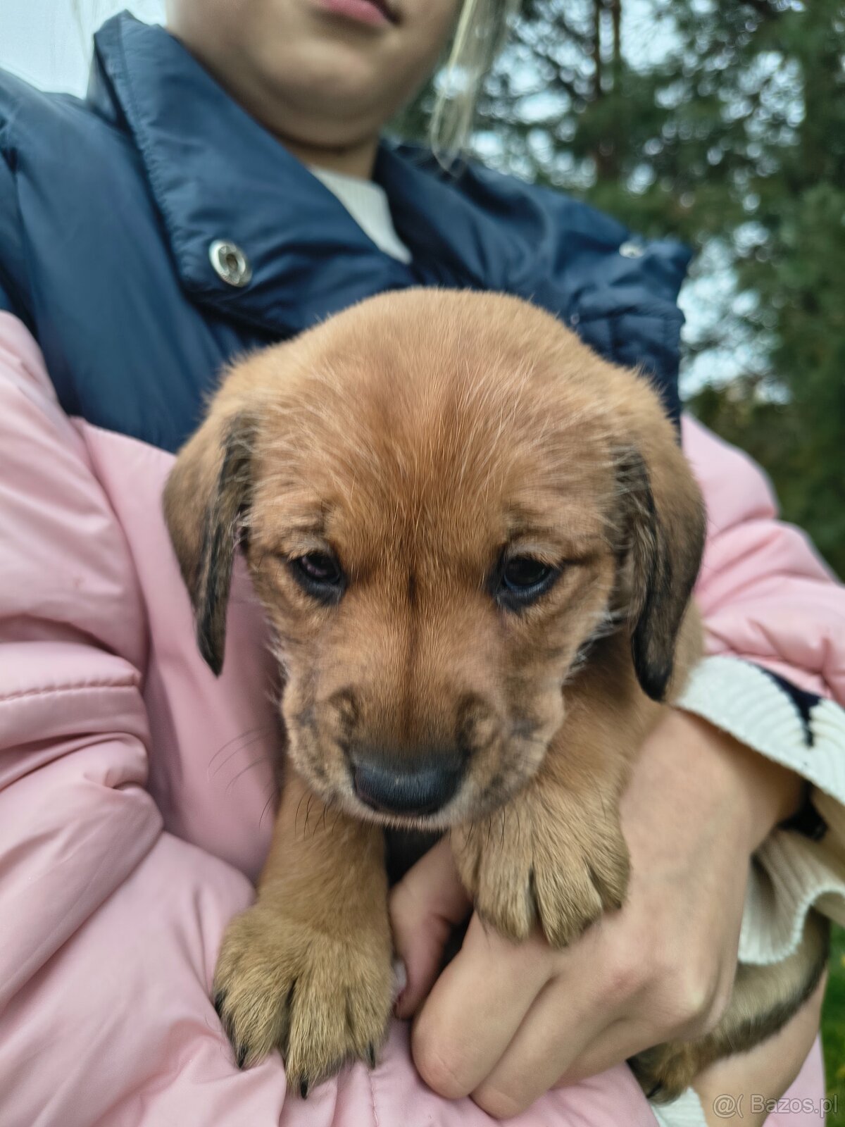 Szczeniaki za darmo piesek - 2