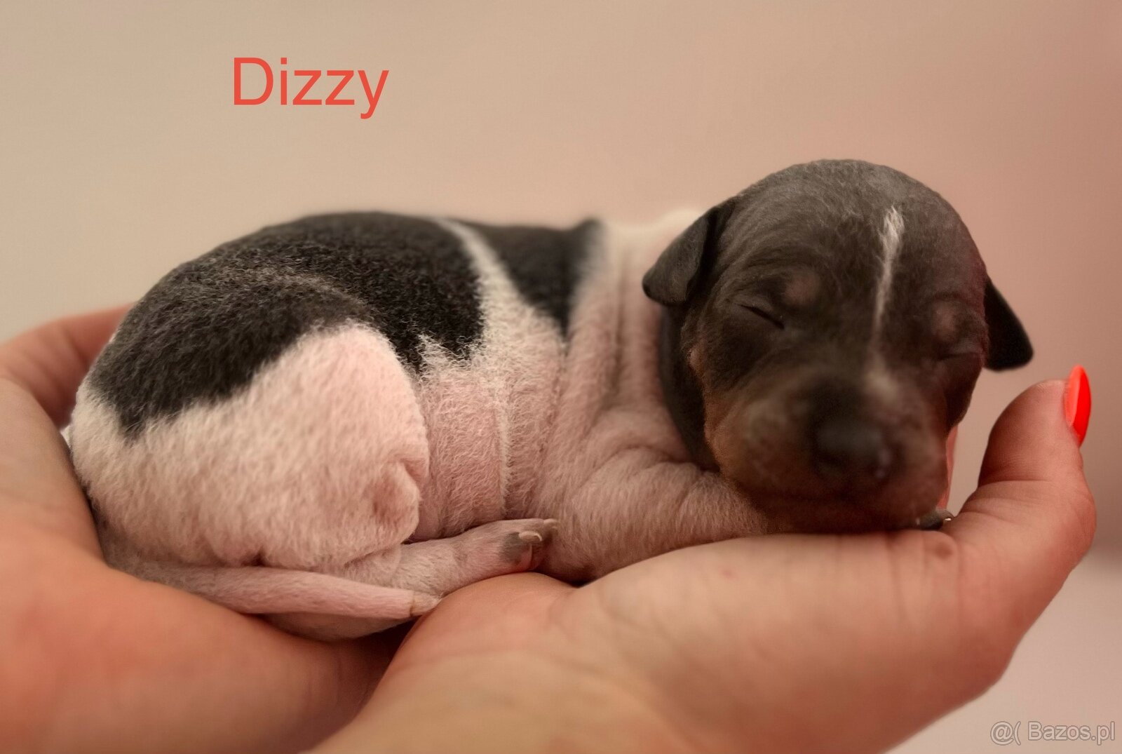 American Hairless Terrier z PP FCI - 2