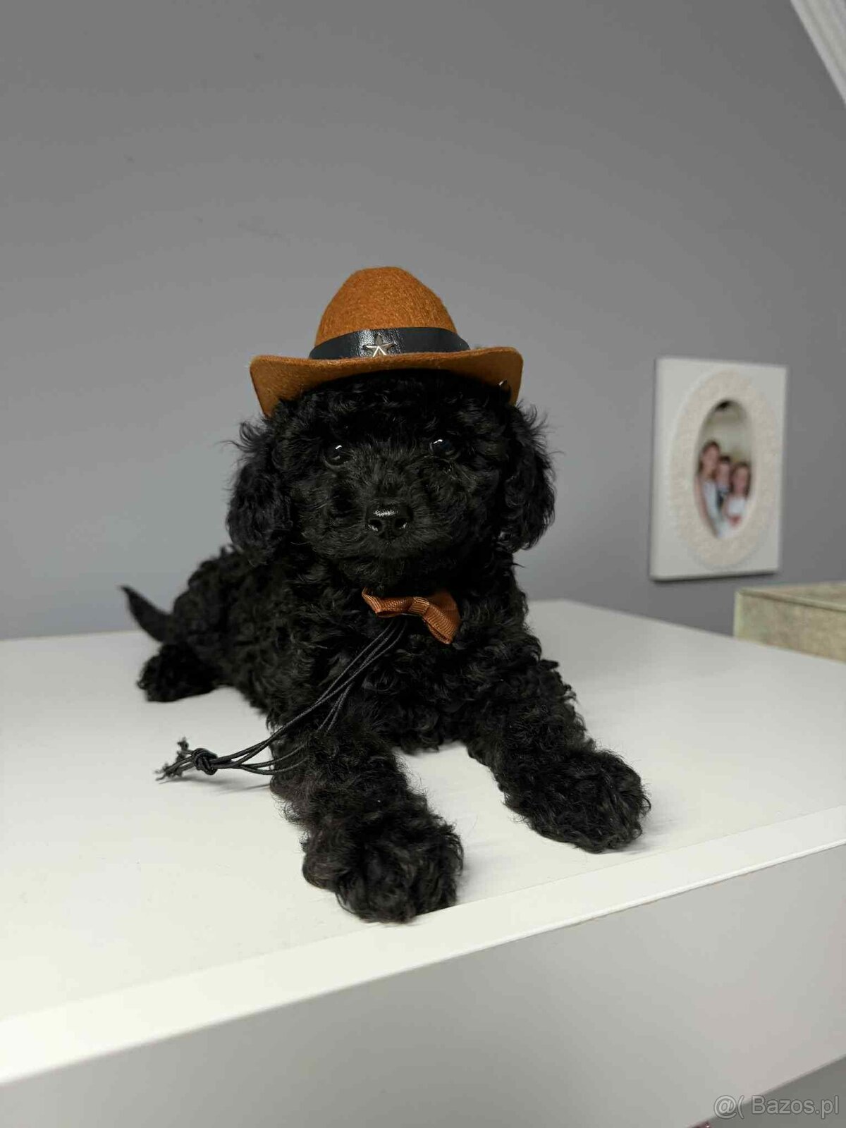 piesek pudel toy chlopiec - 2