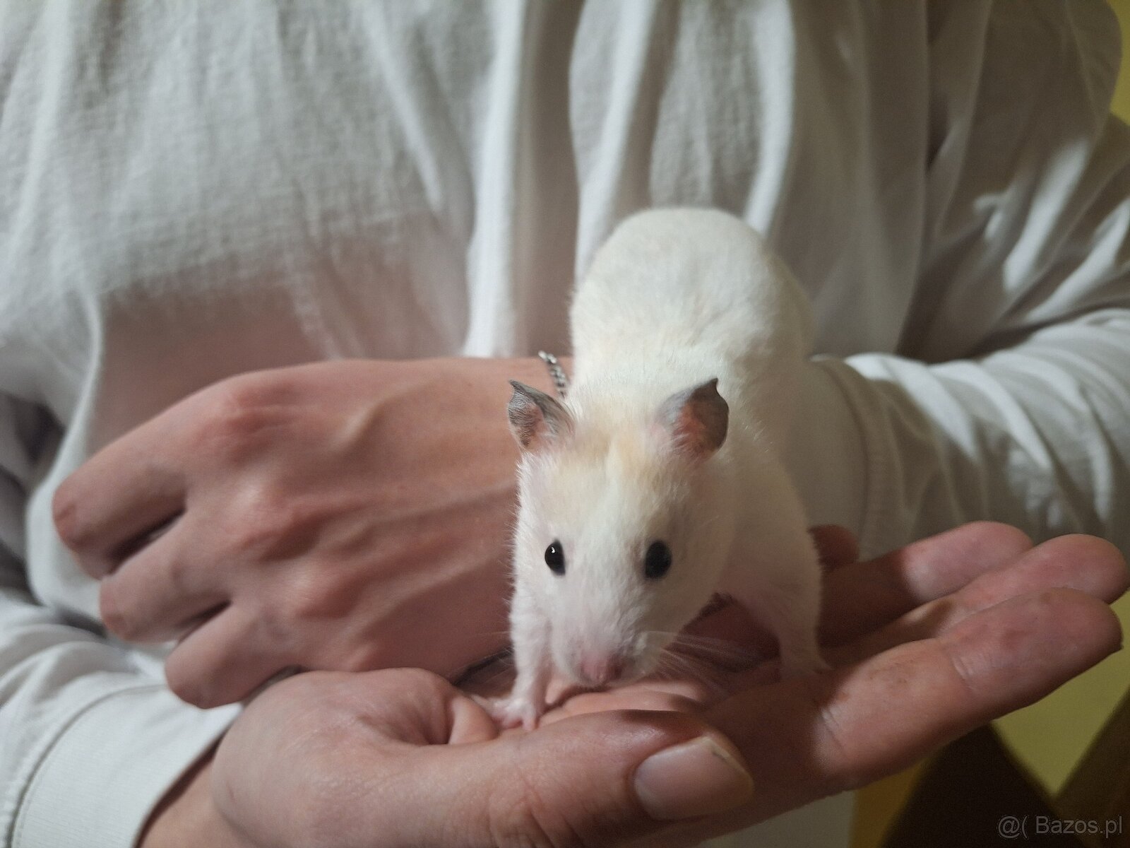 Chomik syryjski samiec Dorosły 4 miesięczny - 2