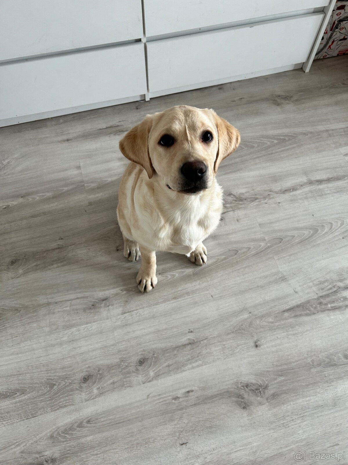 Sprzedam labladora suczkę - 2