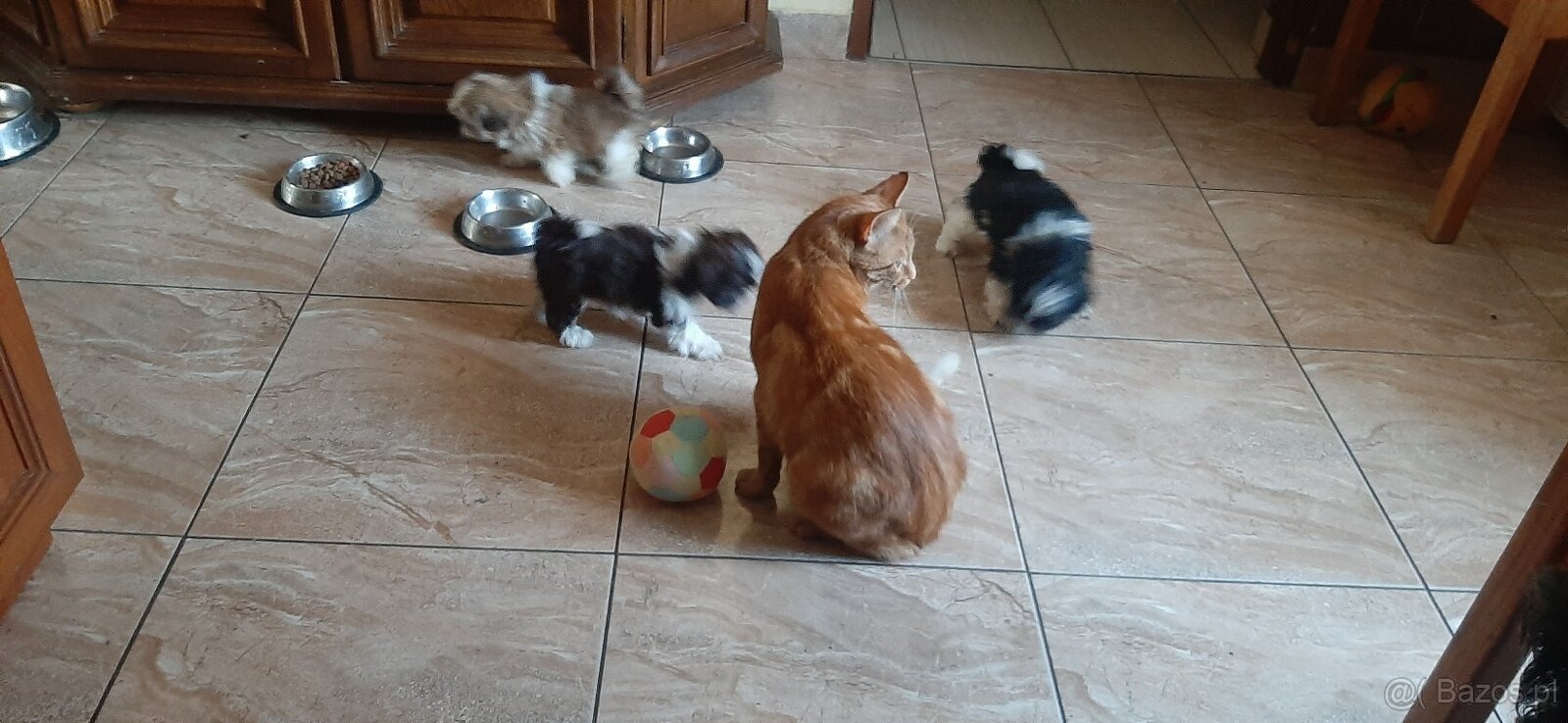 Shih-tzu małe rozrabiaki - 2