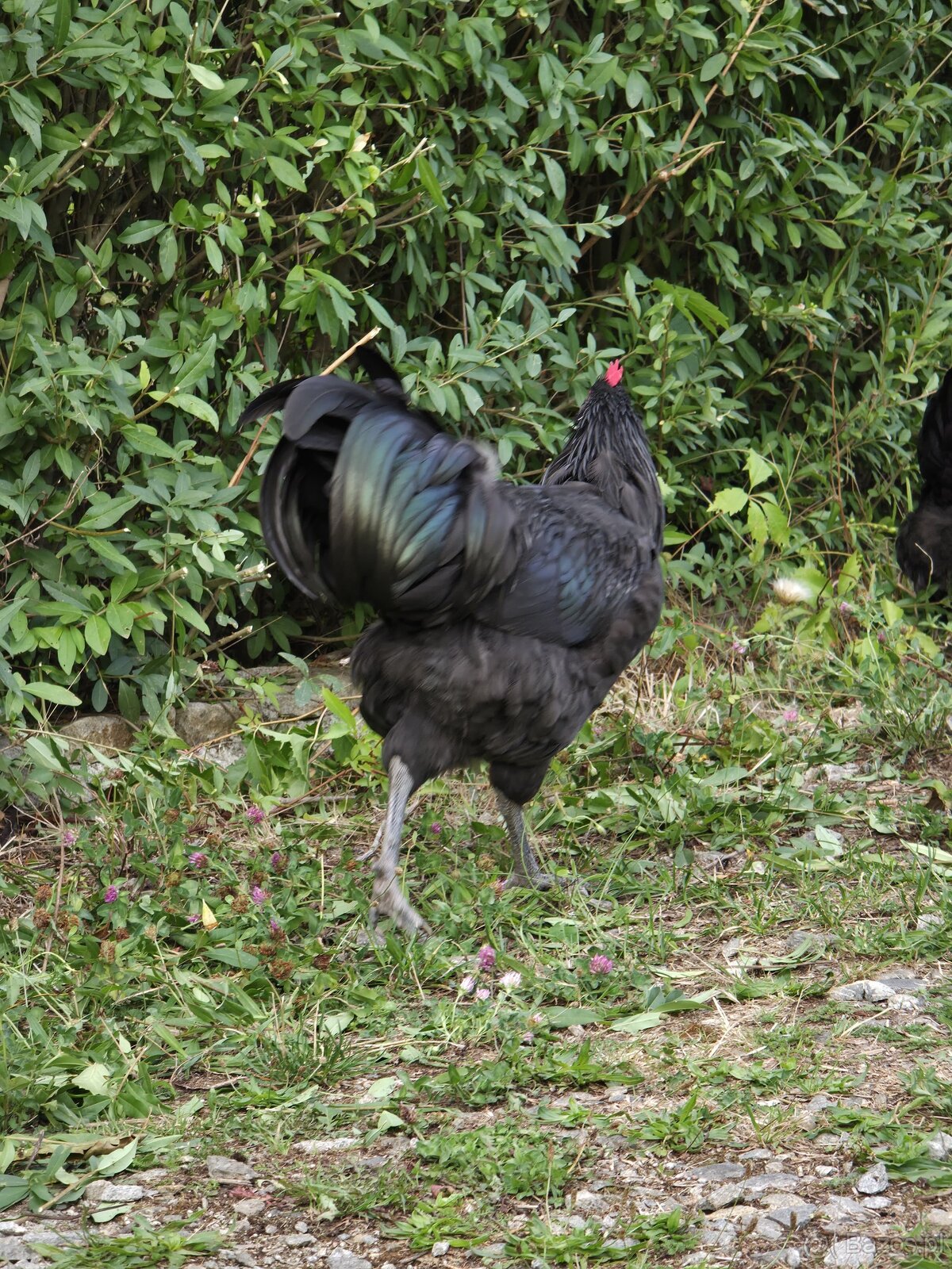 Australorp kogut 20 tygodni - 2