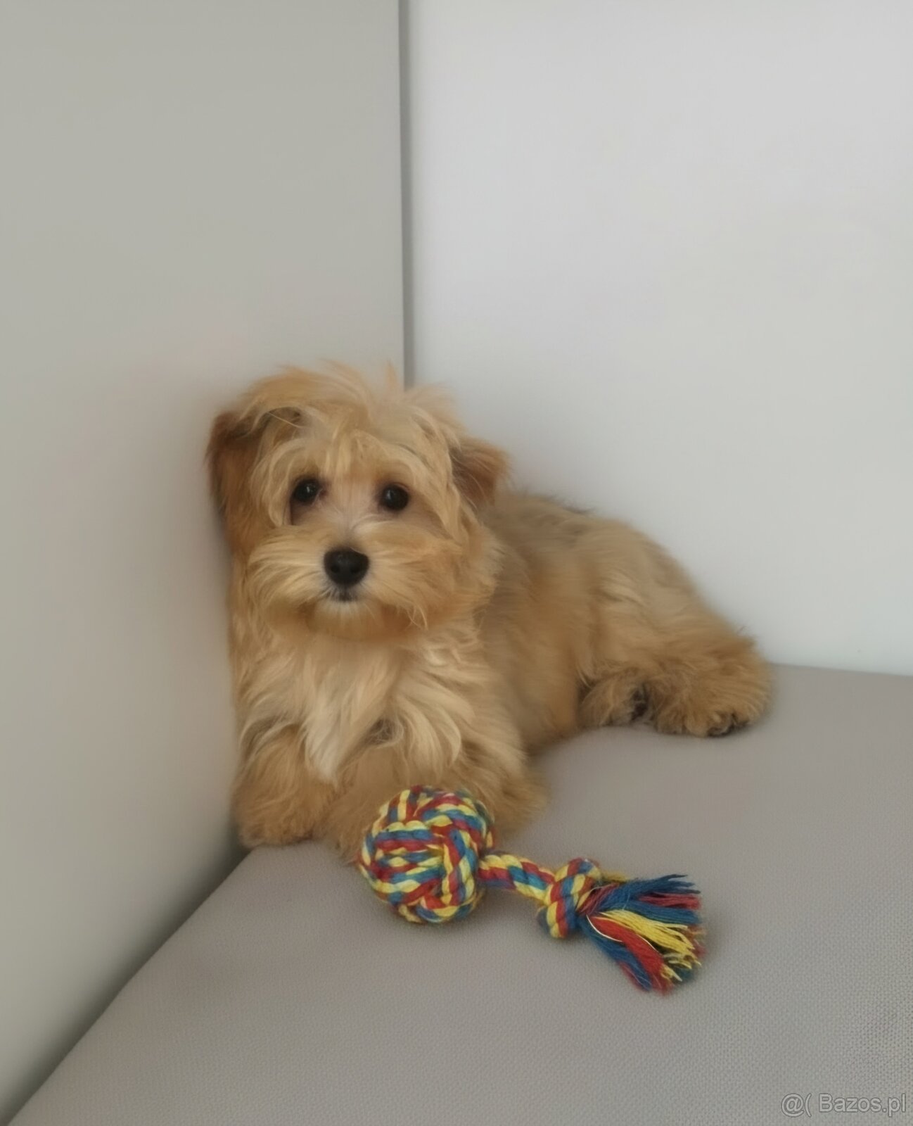 Maltipoo śliczna suczka - 2