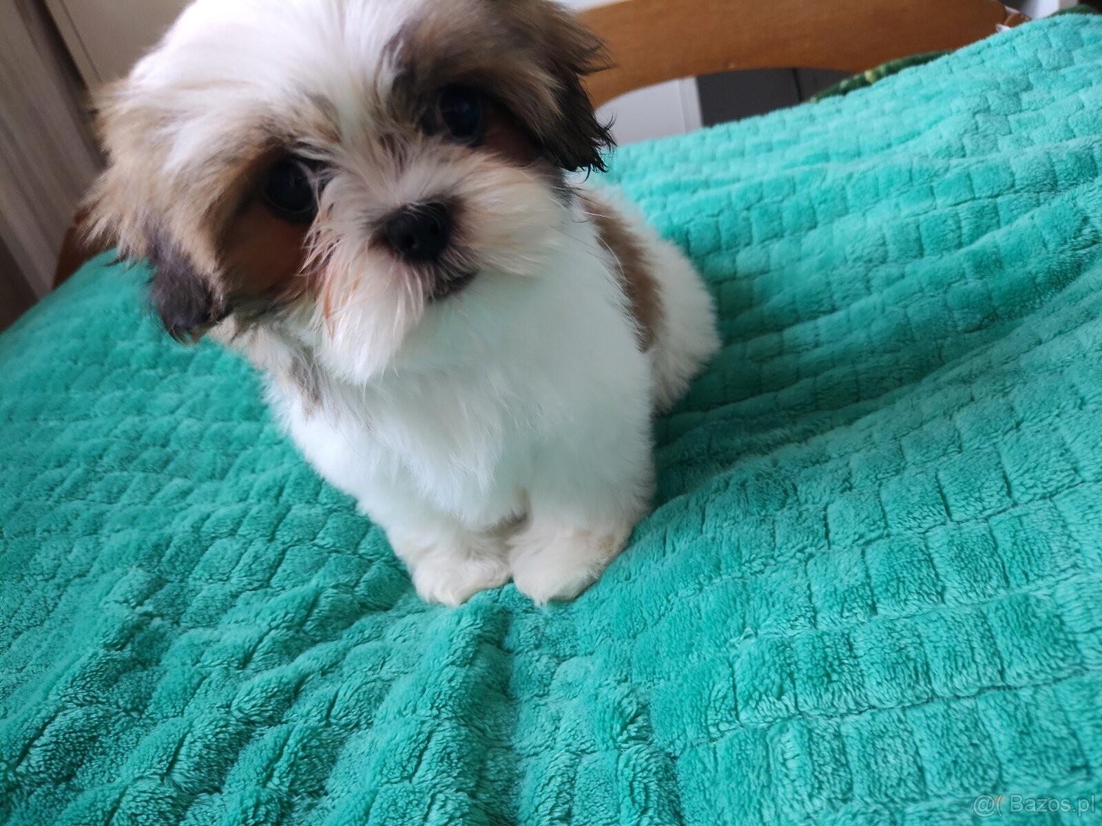 Suczka Shih-tzu - 2