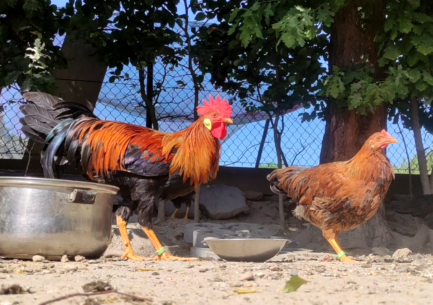 Kurczęta - Kurka Włoszka - Czystej Krwi - Różnobarwne Kury - 2