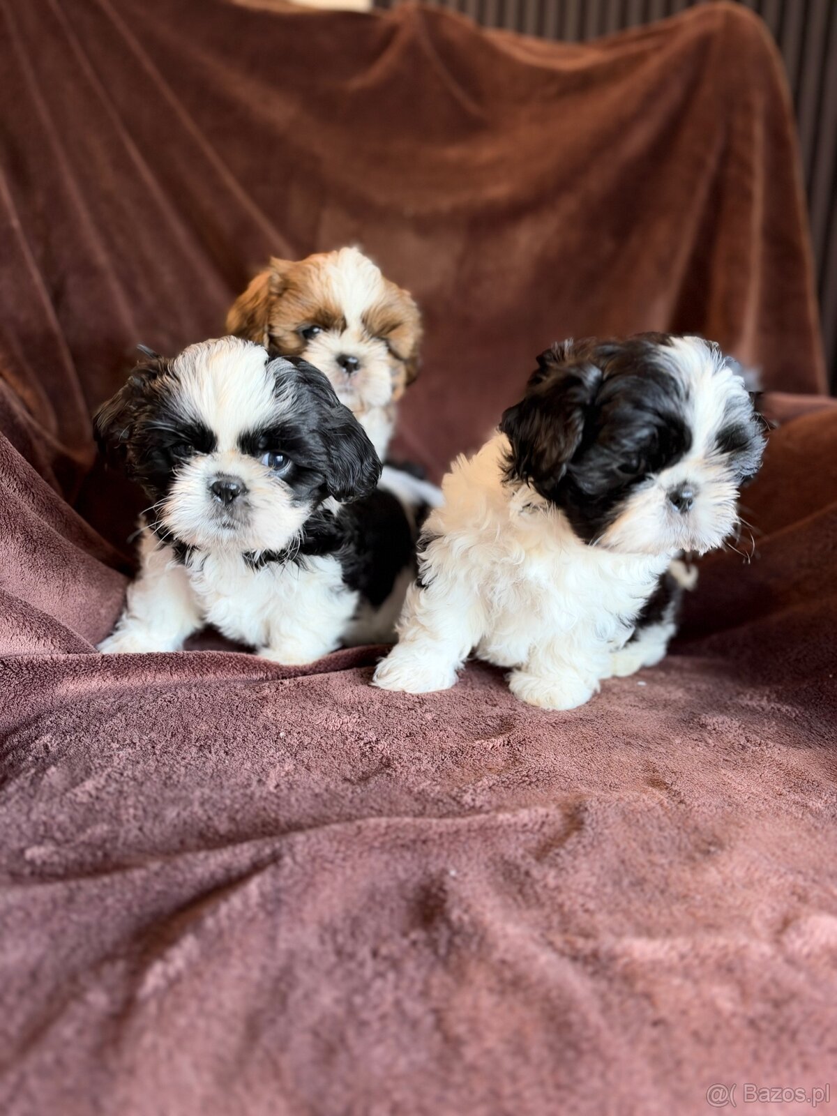 Shih tzu - 2