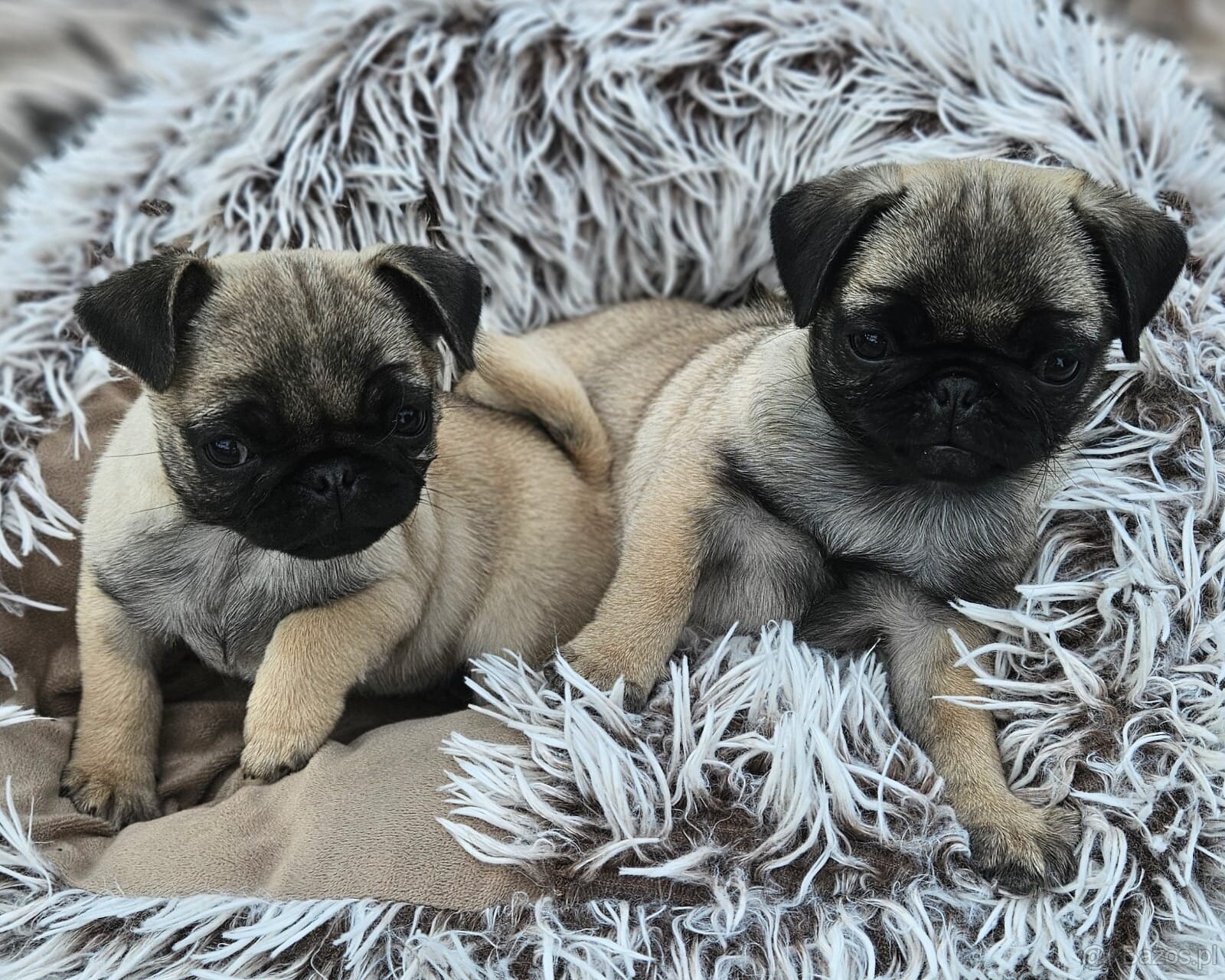 Mops - 2