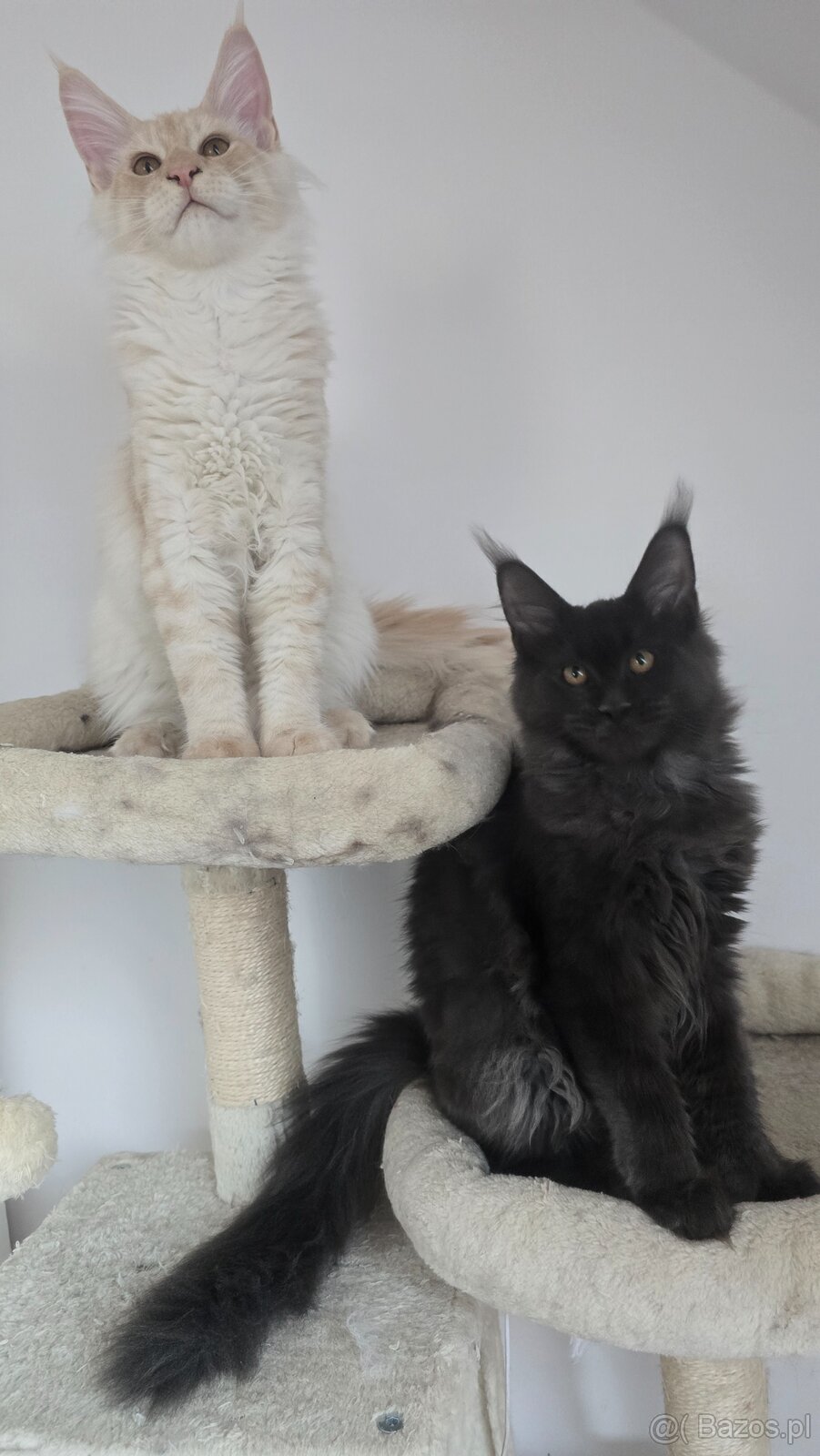 Maine coon - 2