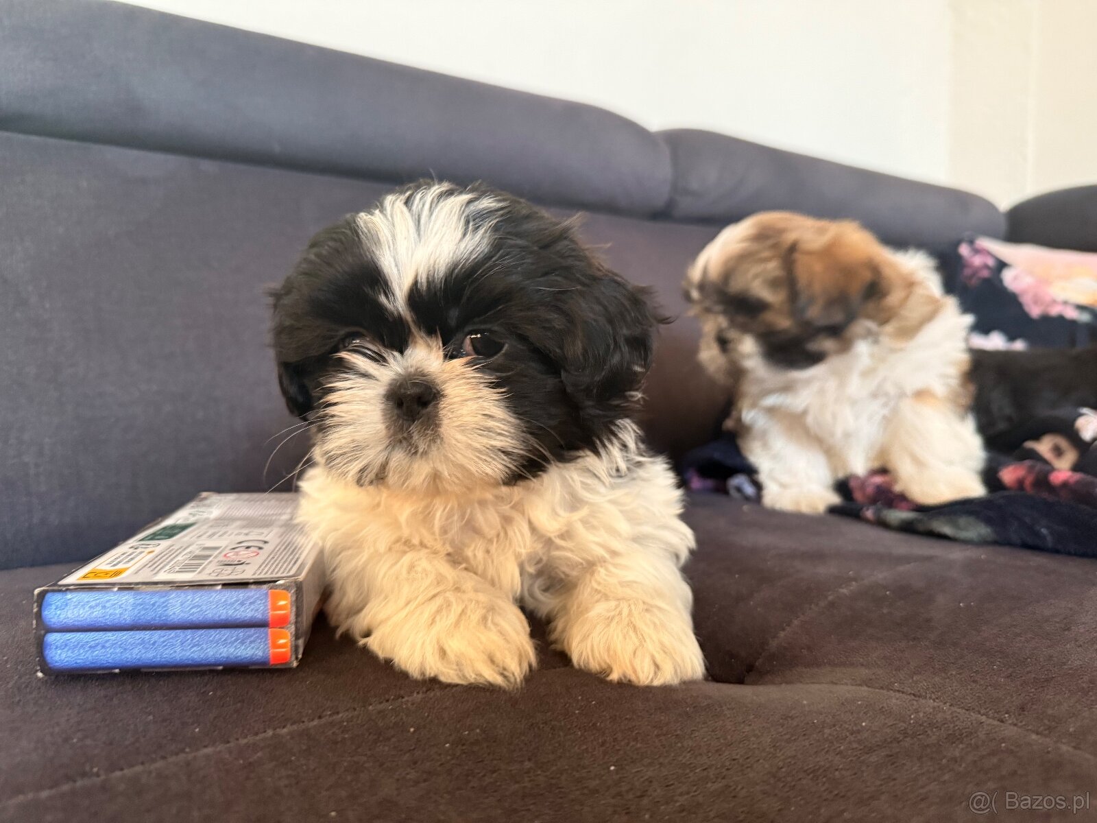 Shih tzu szukają domku - 2