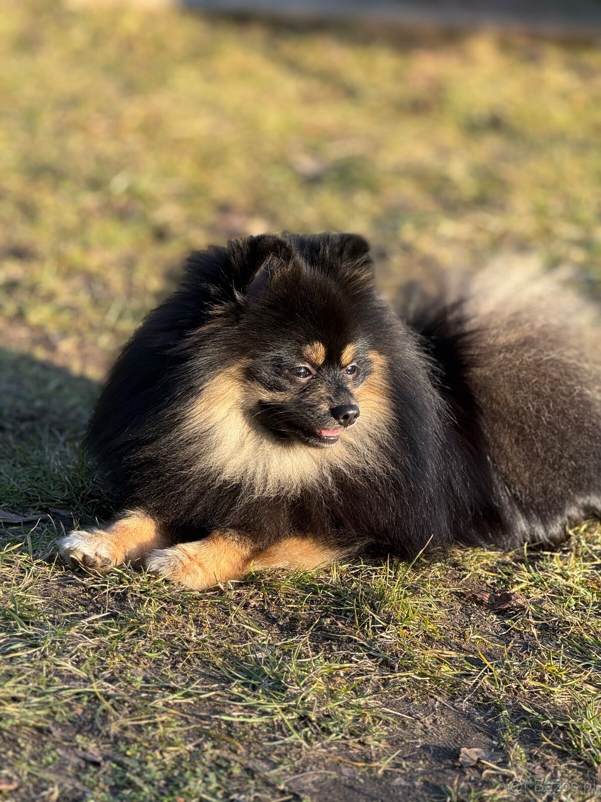 Szpic miniaturowy - 2