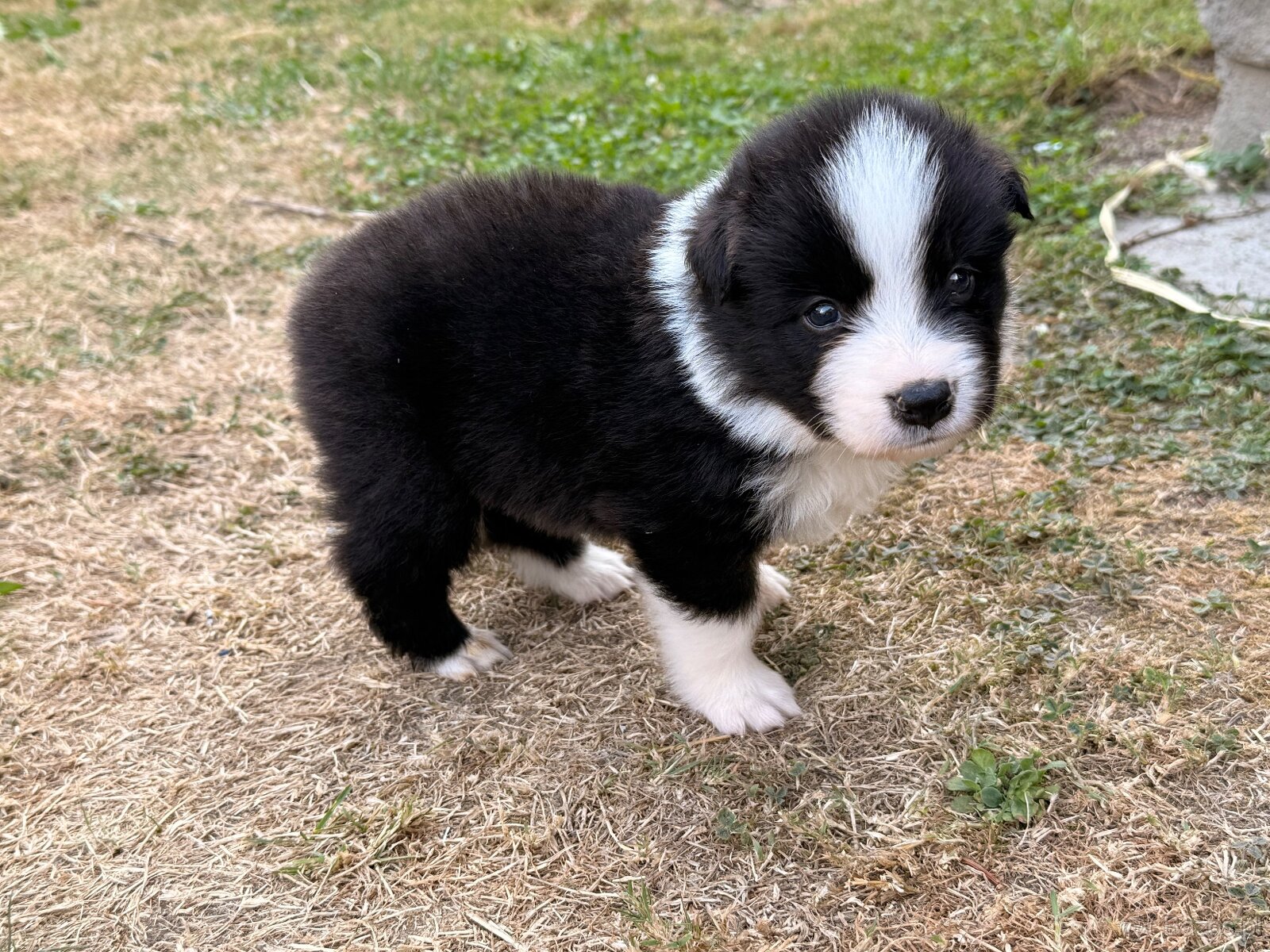Border collie - 2