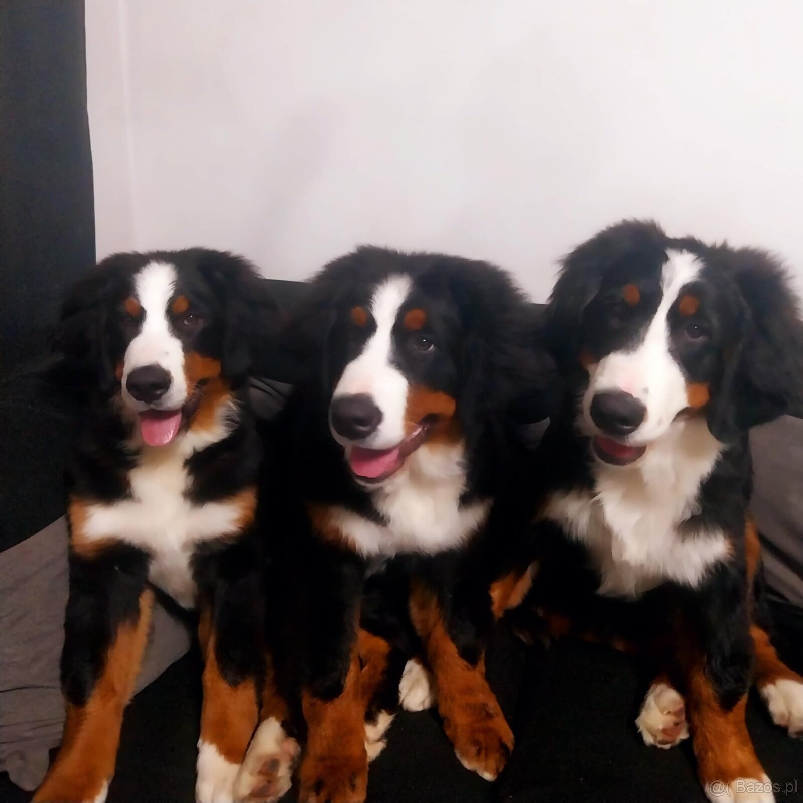 Berneński Pies Pasterski - 2