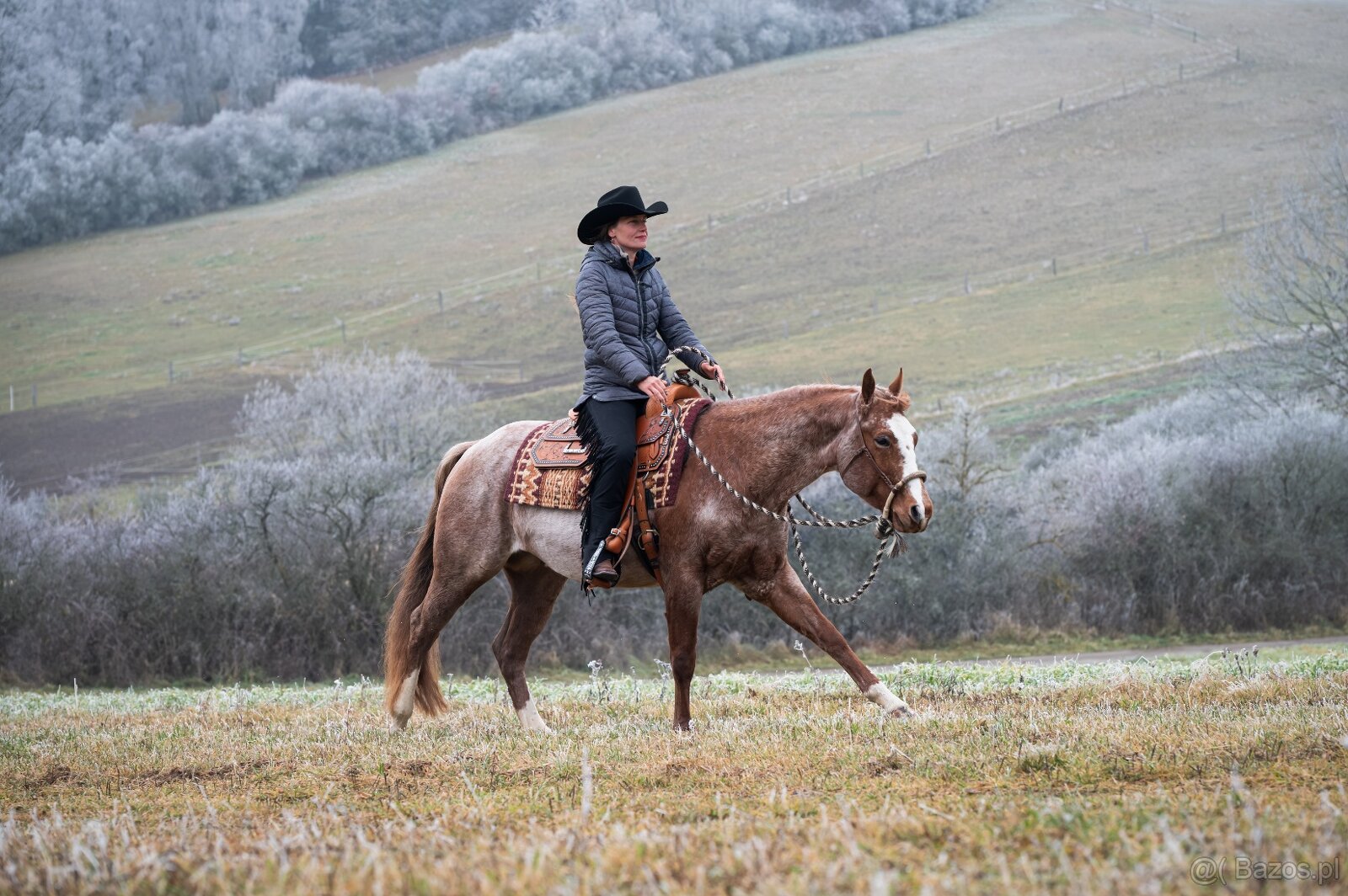 Připouštění QH hřebcem/Breeding by QH stallion (w. pleasure) - 2